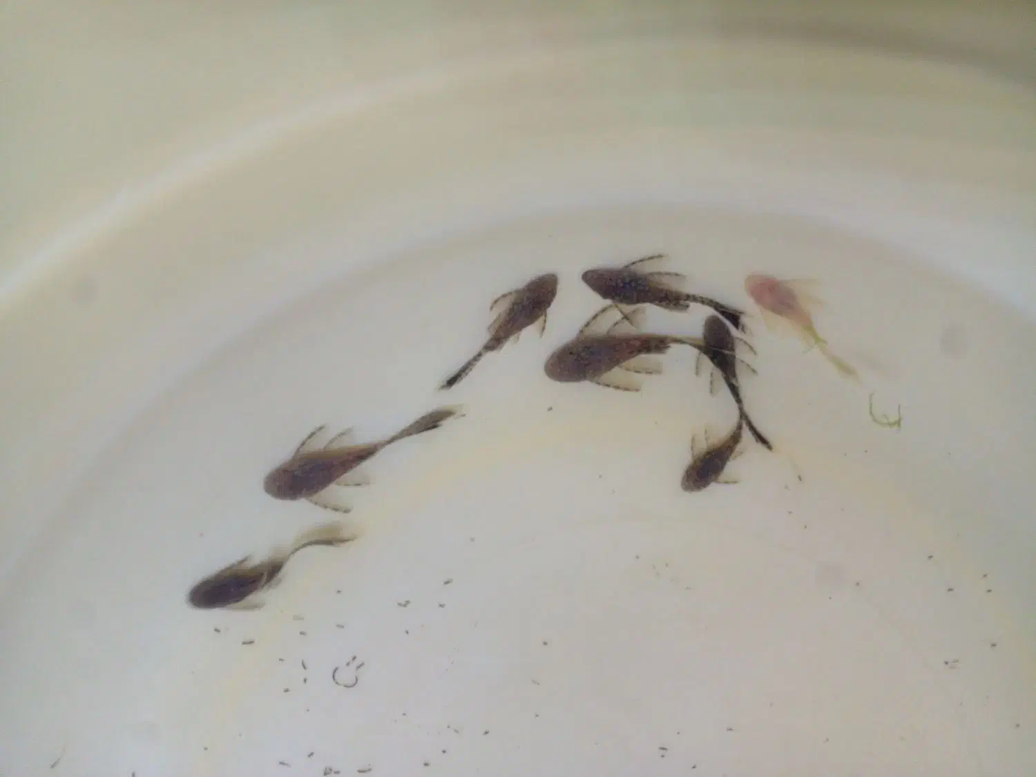 کت فیش آلبینو و مشکی|ماهی|شیراز, کوشک میدان|دیوار