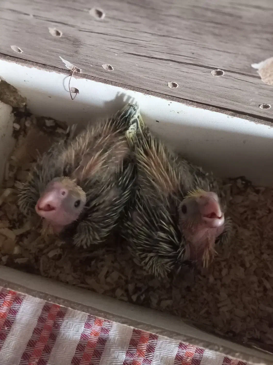 عروس هلندی سرلاکی خ ری دارم|پرنده|مبارکه, |دیوار