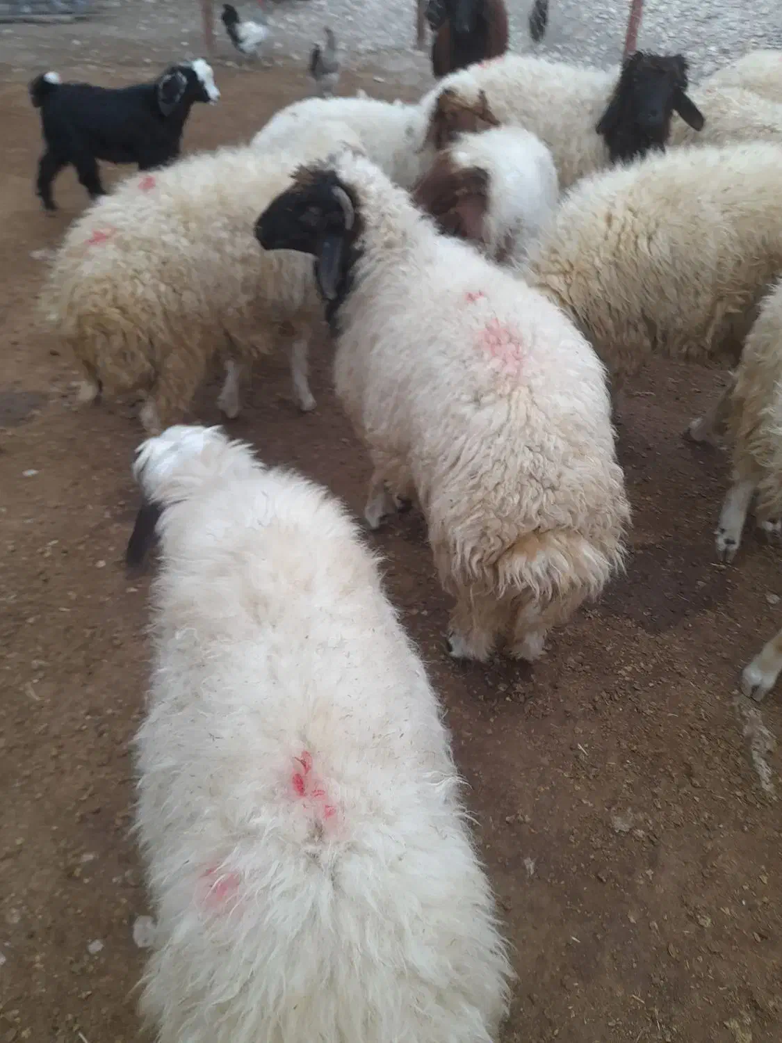 بره پروار نر|حیوانات مزرعه|چوار, |دیوار