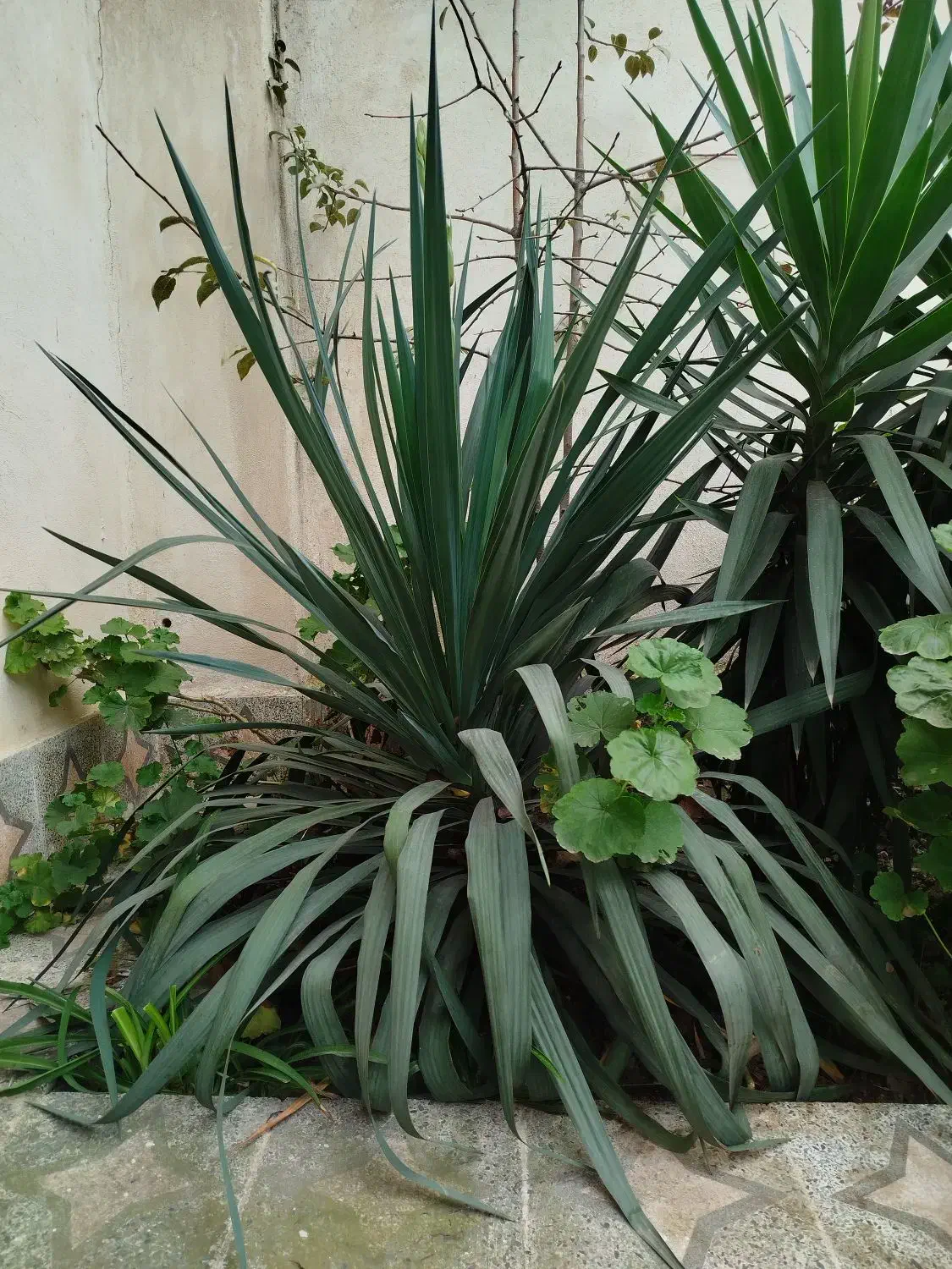 گل یوکا بزرگ|گل و گیاه طبیعی|رشت, جماران|دیوار