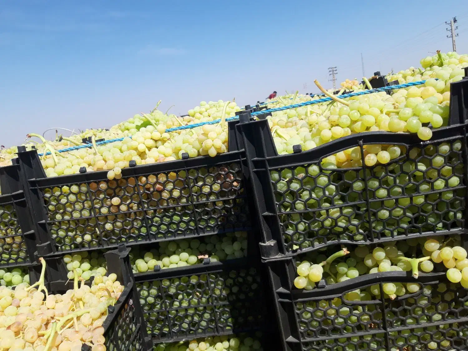 فروشگاه مجازی آنلاین نهال|خدمات باغبانی و درختکاری|خنداب, |دیوار