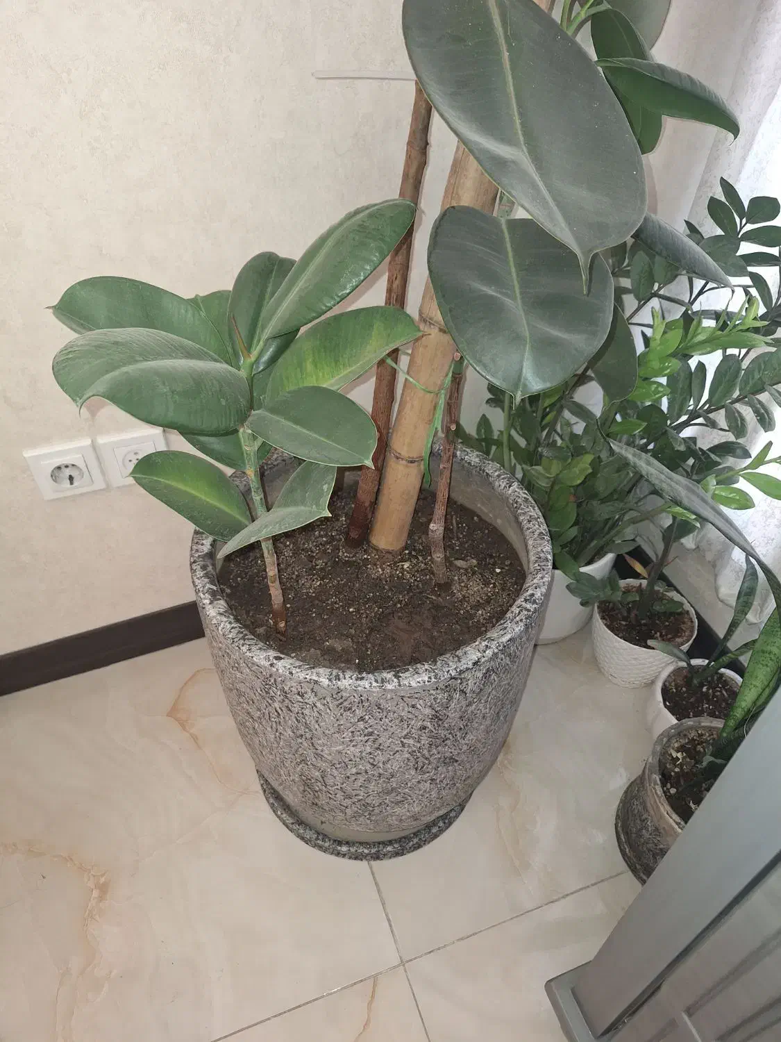 گل فیکوس|گل و گیاه طبیعی|تهران, کیانشهر|دیوار