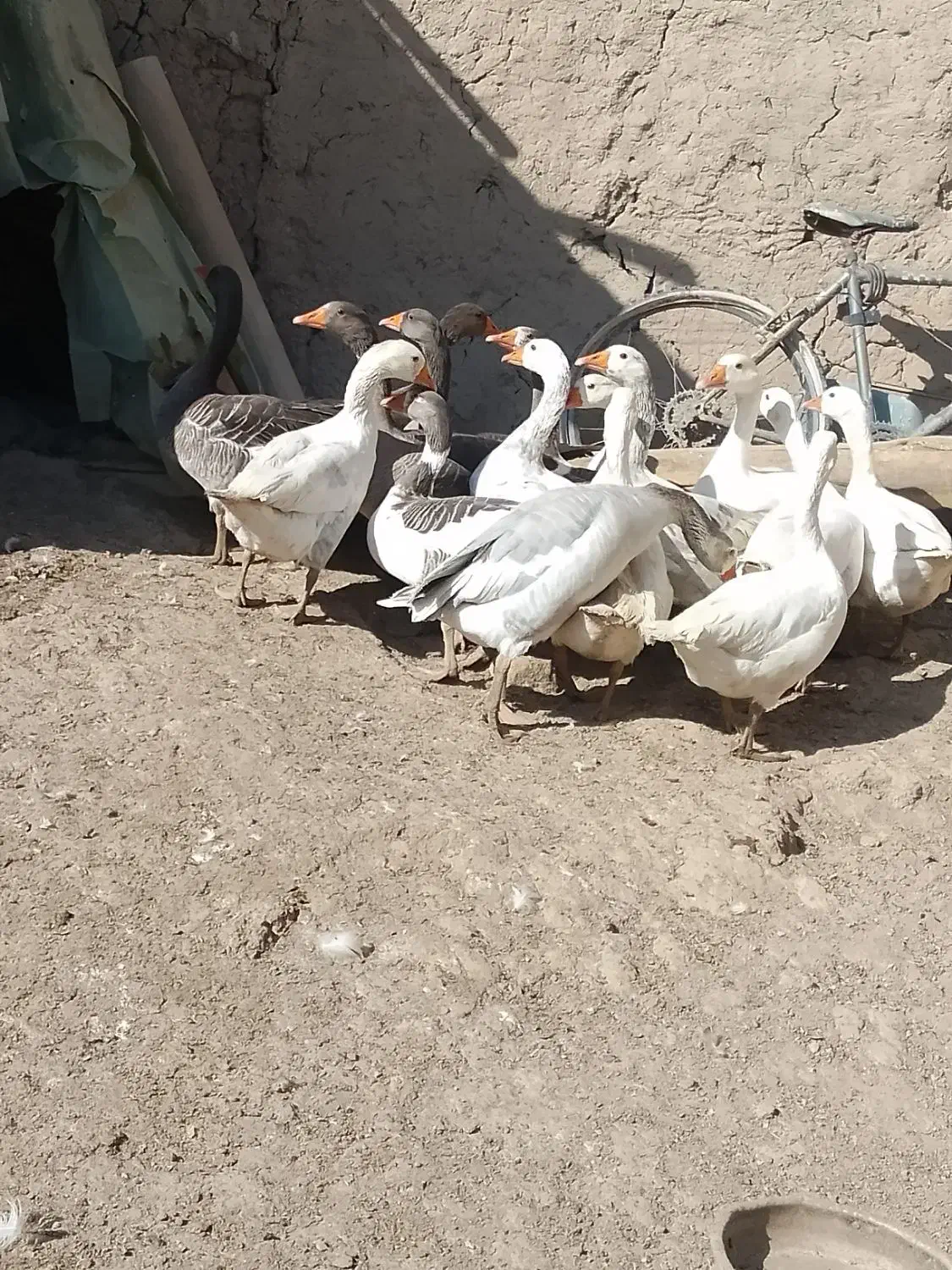 غاز محلی|حیوانات مزرعه|کنگاور, |دیوار