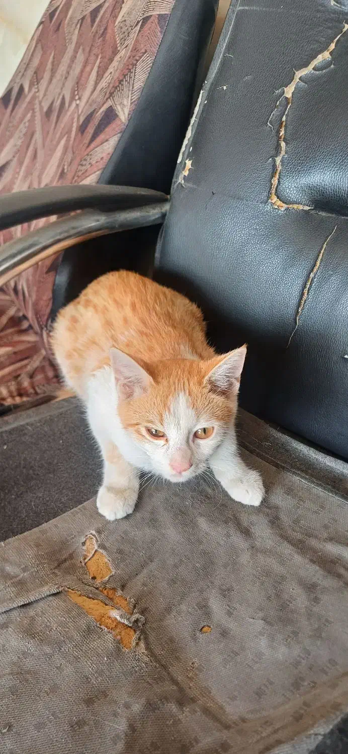 گربه حرف گوش کن مودب واکسینه شده|گربه|عسلویه, |دیوار