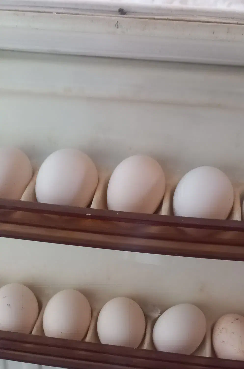 تخم مرغ کردی|خوردنی و آشامیدنی|کرمانشاه, |دیوار