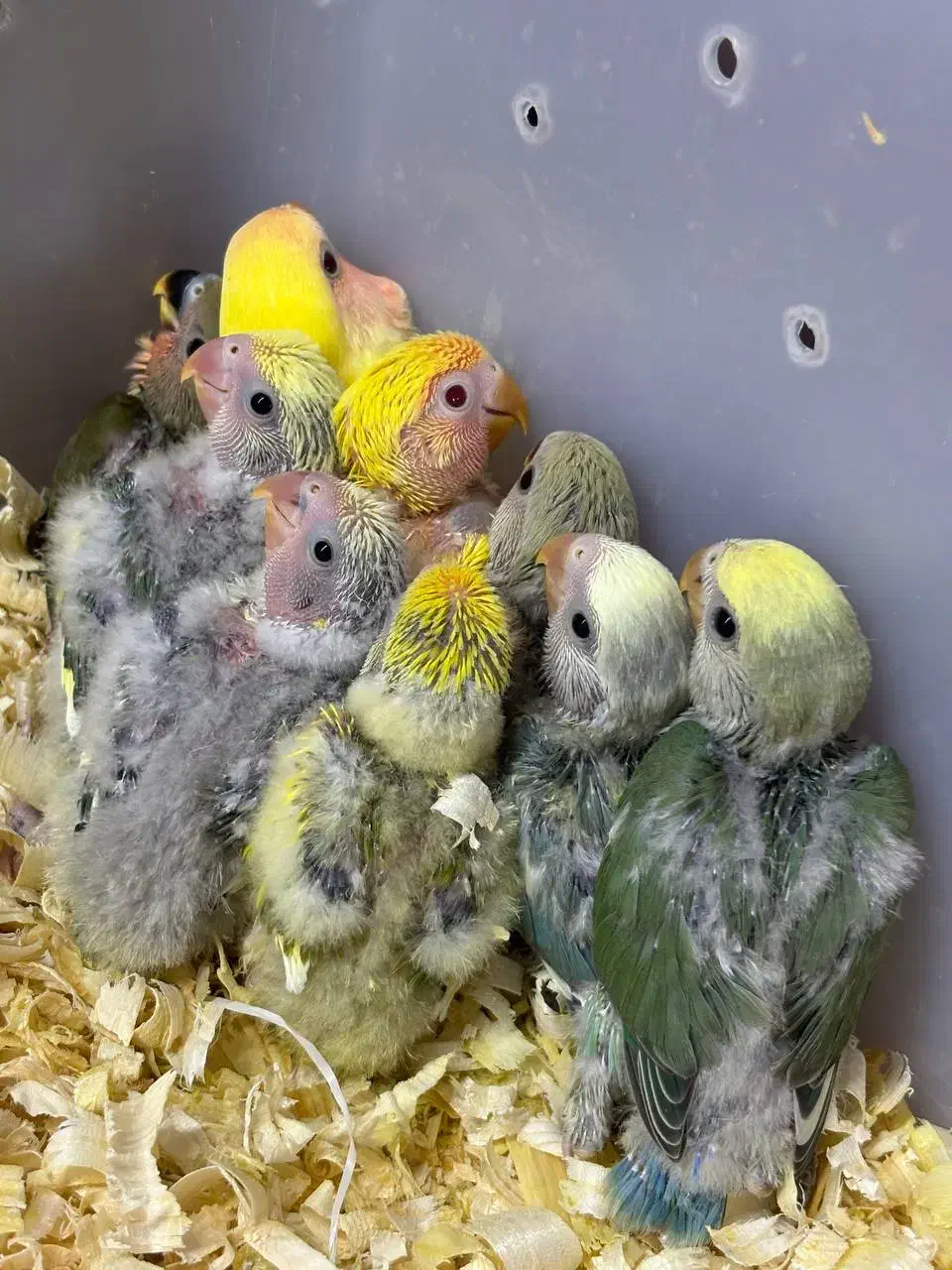 طوطی برزیلی سرلاکی در انواع رنگ پرنده سرای توئیتی|پرنده|قائم‌شهر, |دیوار