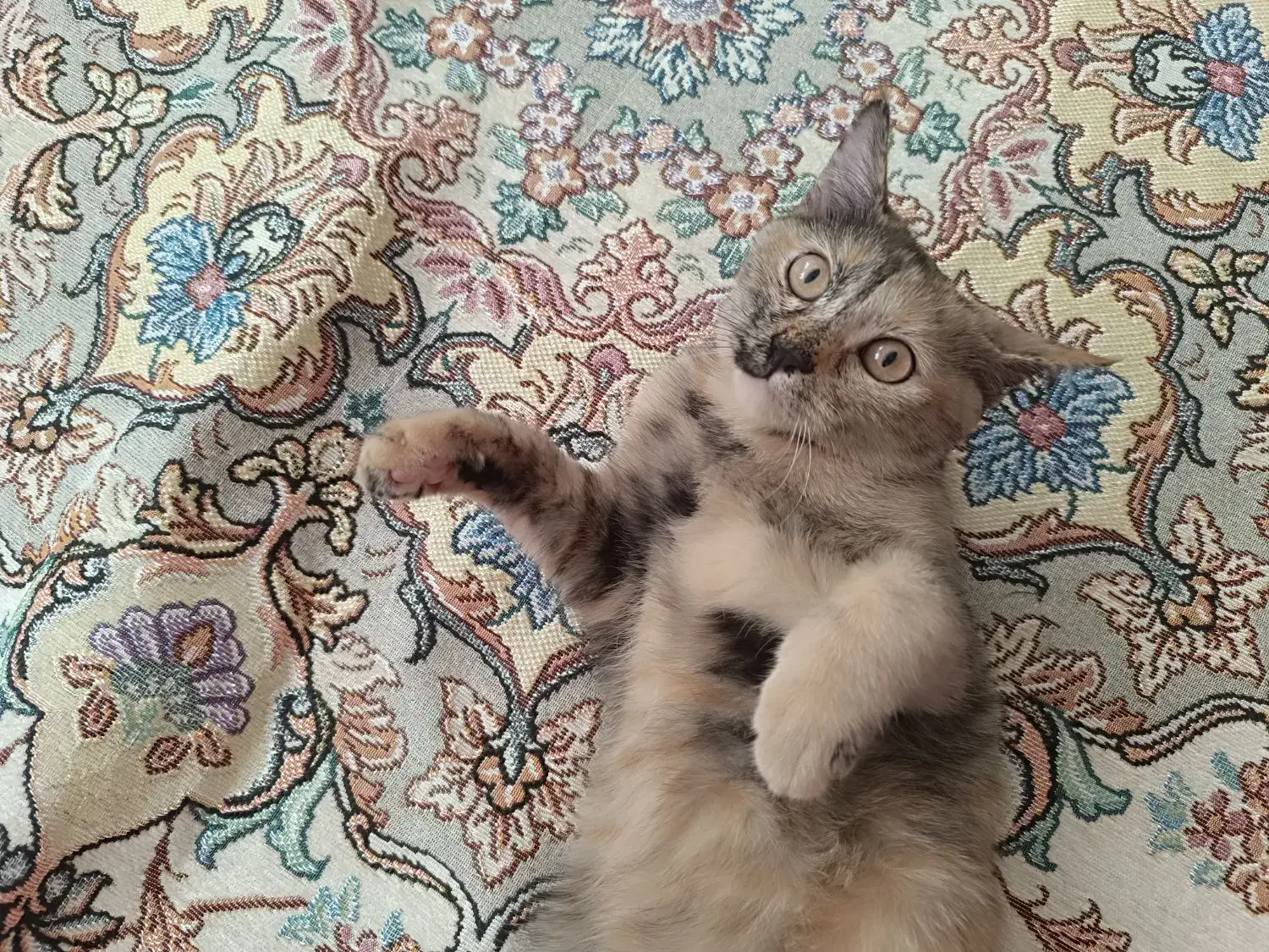 گربه اسکاتیش برتیش|گربه|مشهد, ادیب نیشابوری (شهرک غرب)|دیوار