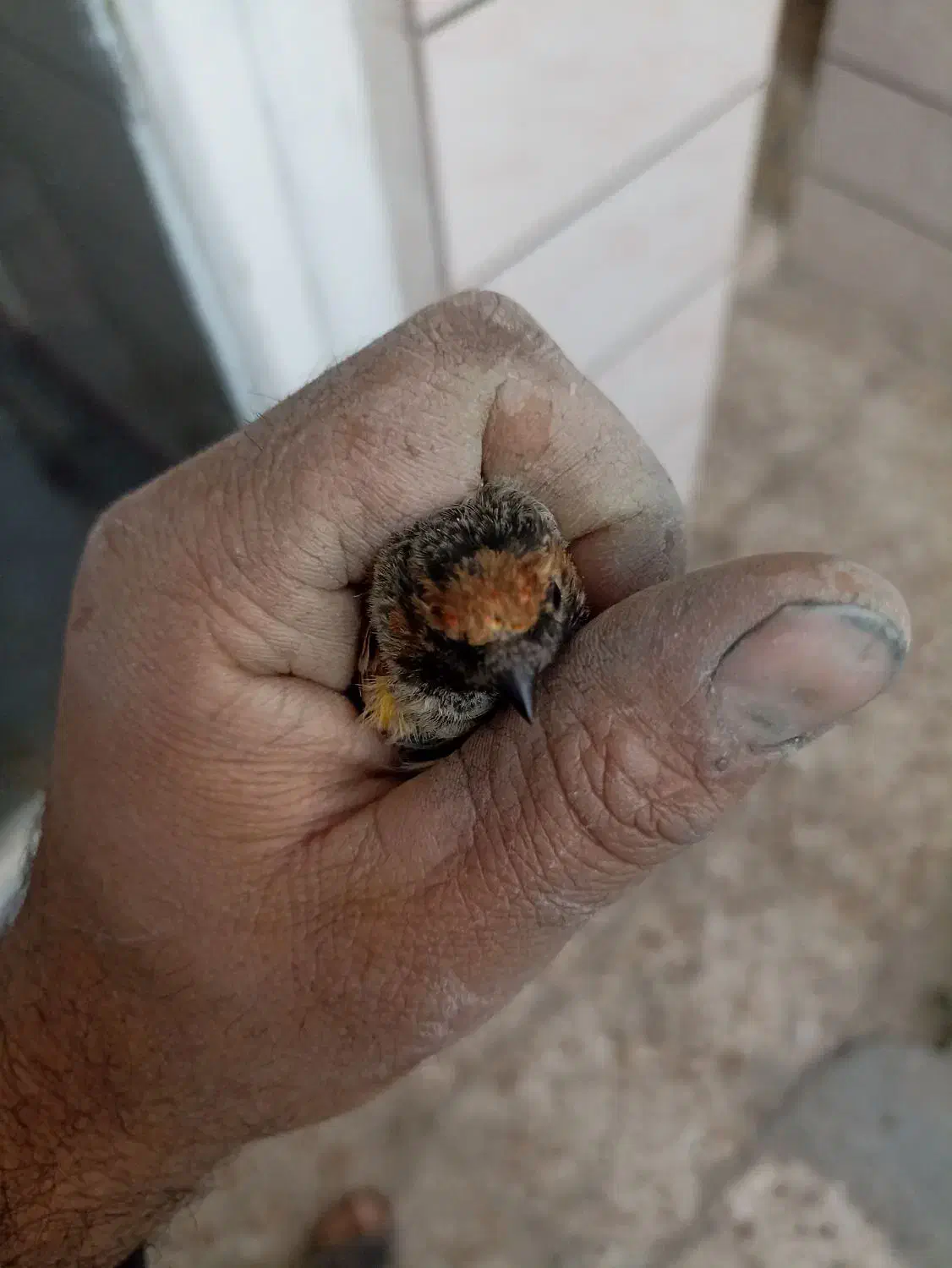 سهره گلبسر قناری|پرنده|خمینی‌شهر, |دیوار