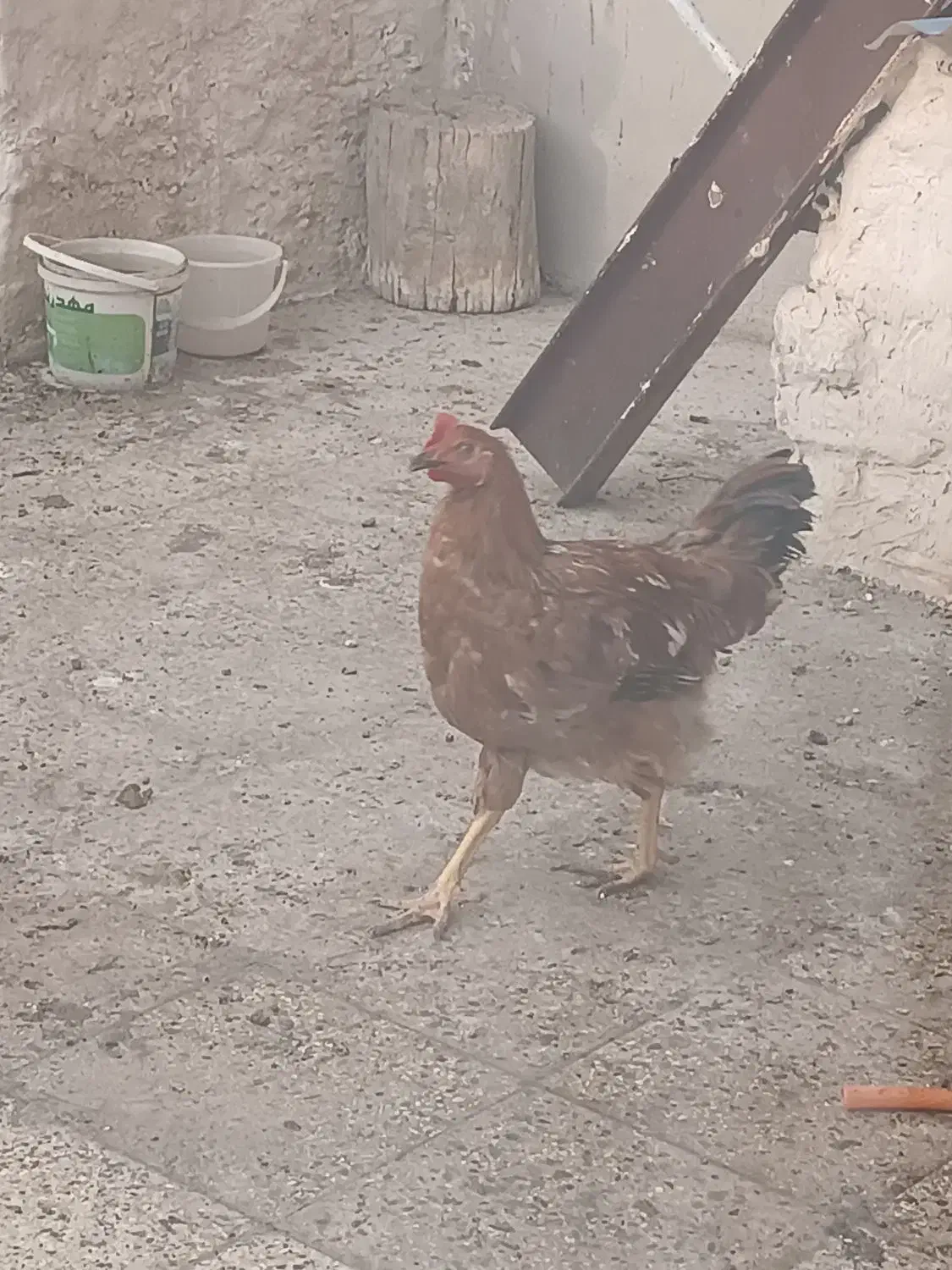 خروس محلی|حیوانات مزرعه|رباطکریم, شترخوار|دیوار