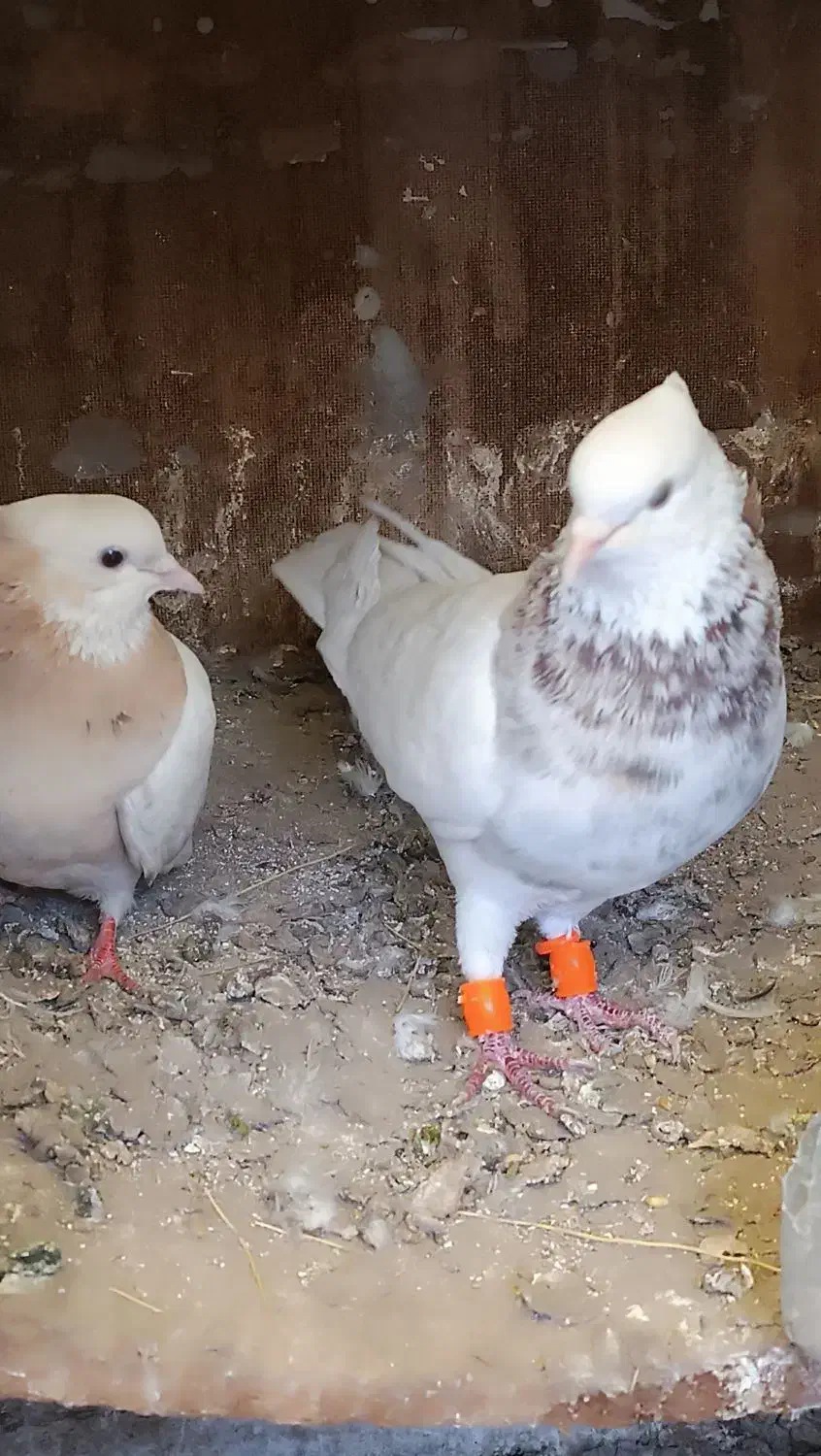 کفتر طوقی سار ساده المانی جفتگاه|پرنده|مشهد, گلشور|دیوار