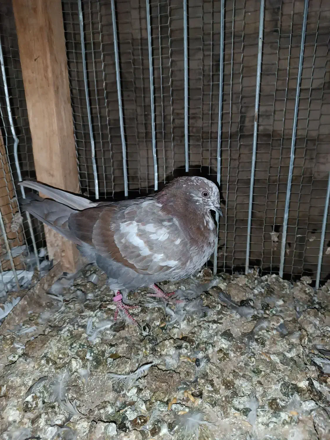 جوجه مفلق|پرنده|کاشان, پشت شهربانی|دیوار