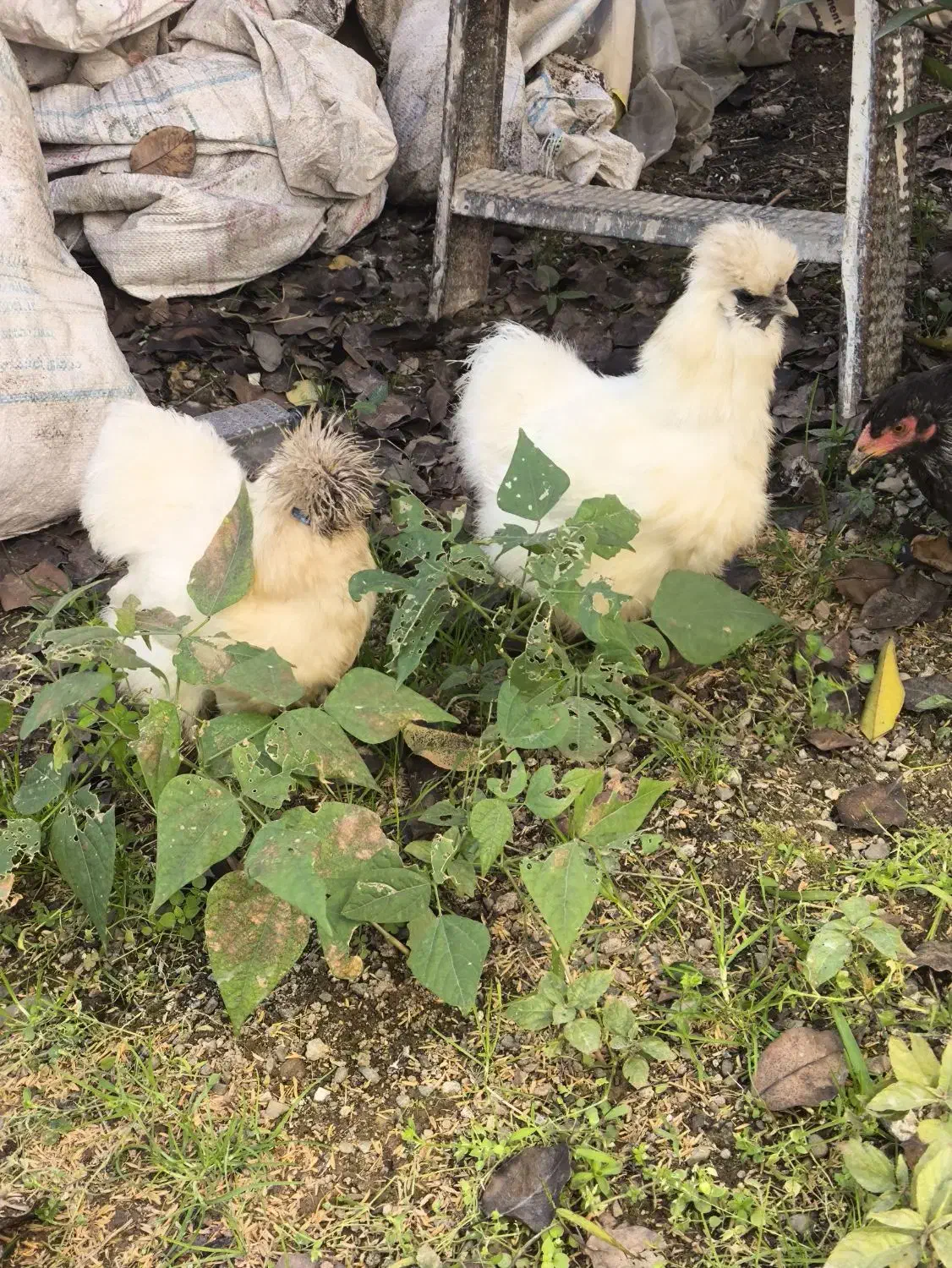 ابریشمی - برهما فروش فوری|حیوانات مزرعه|سیاهکل, |دیوار