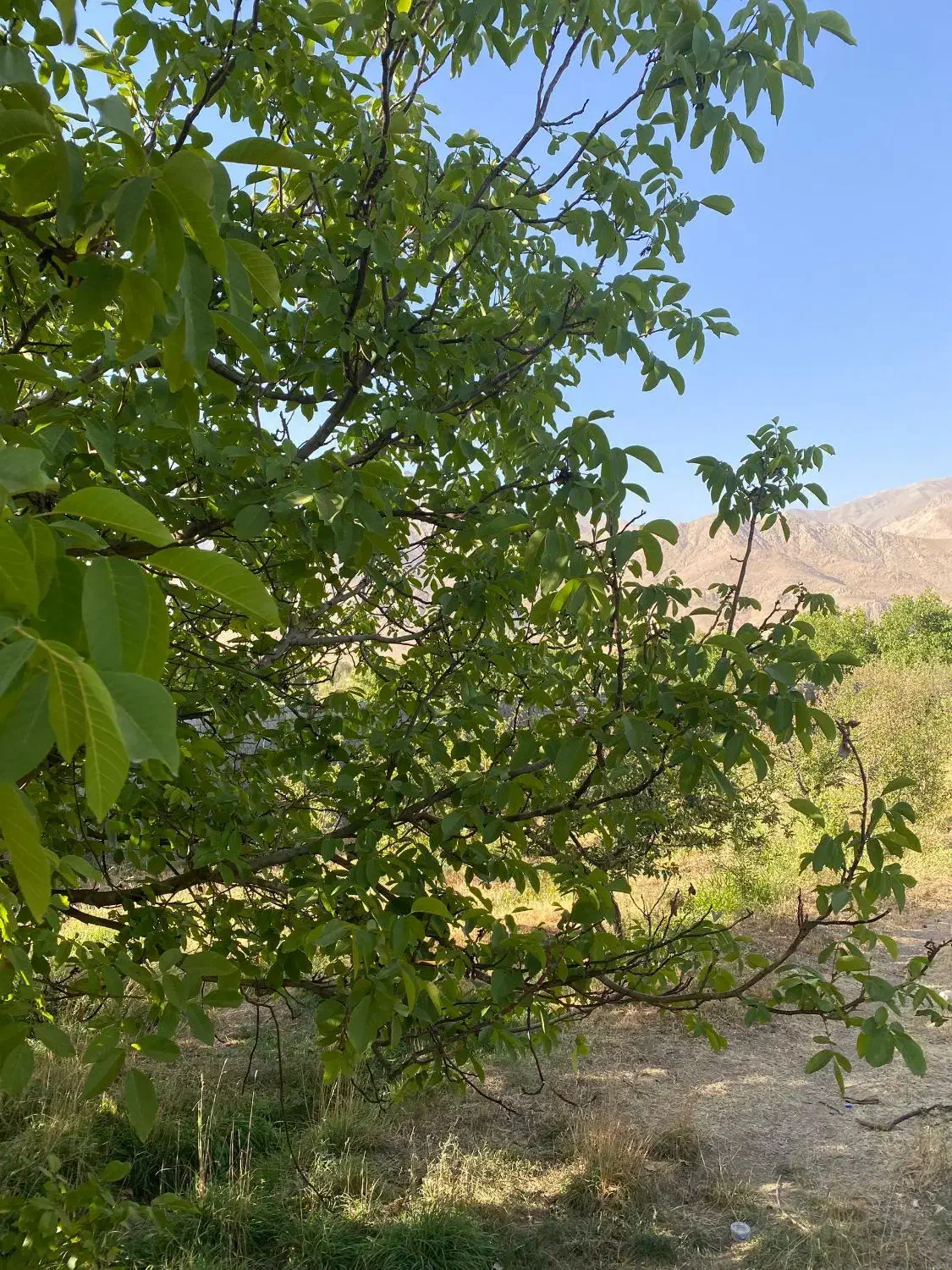 ۱۰۰۰متر باغ ویلا اعیانی با کنتور شخصی و آب فراوان|فروش خانه و ویلا|آبسرد, |دیوار