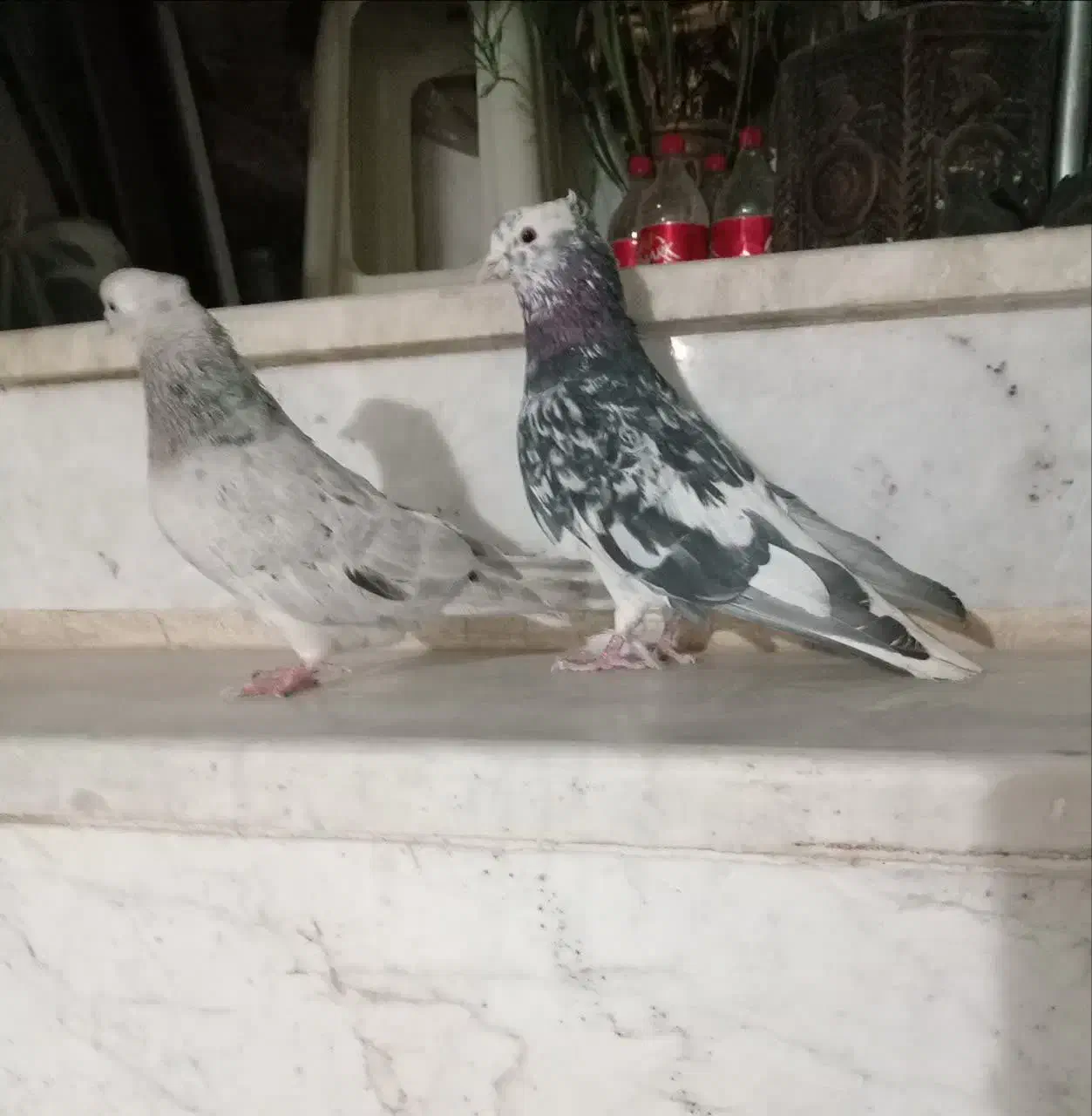 کفتر|پرنده|سبزوار, کهنه آب|دیوار