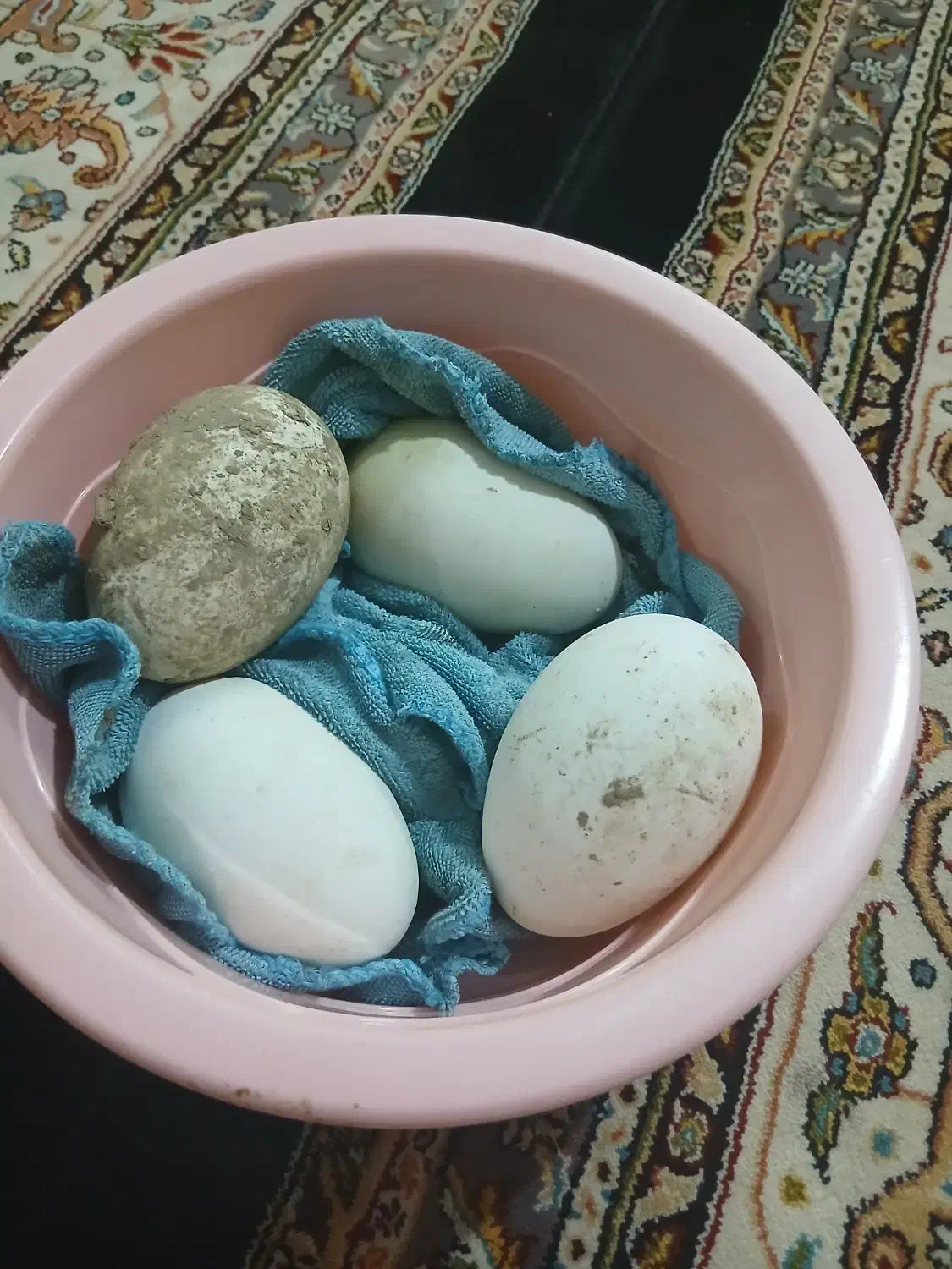 تخم غاز|حیوانات مزرعه|گنبد کاووس, |دیوار