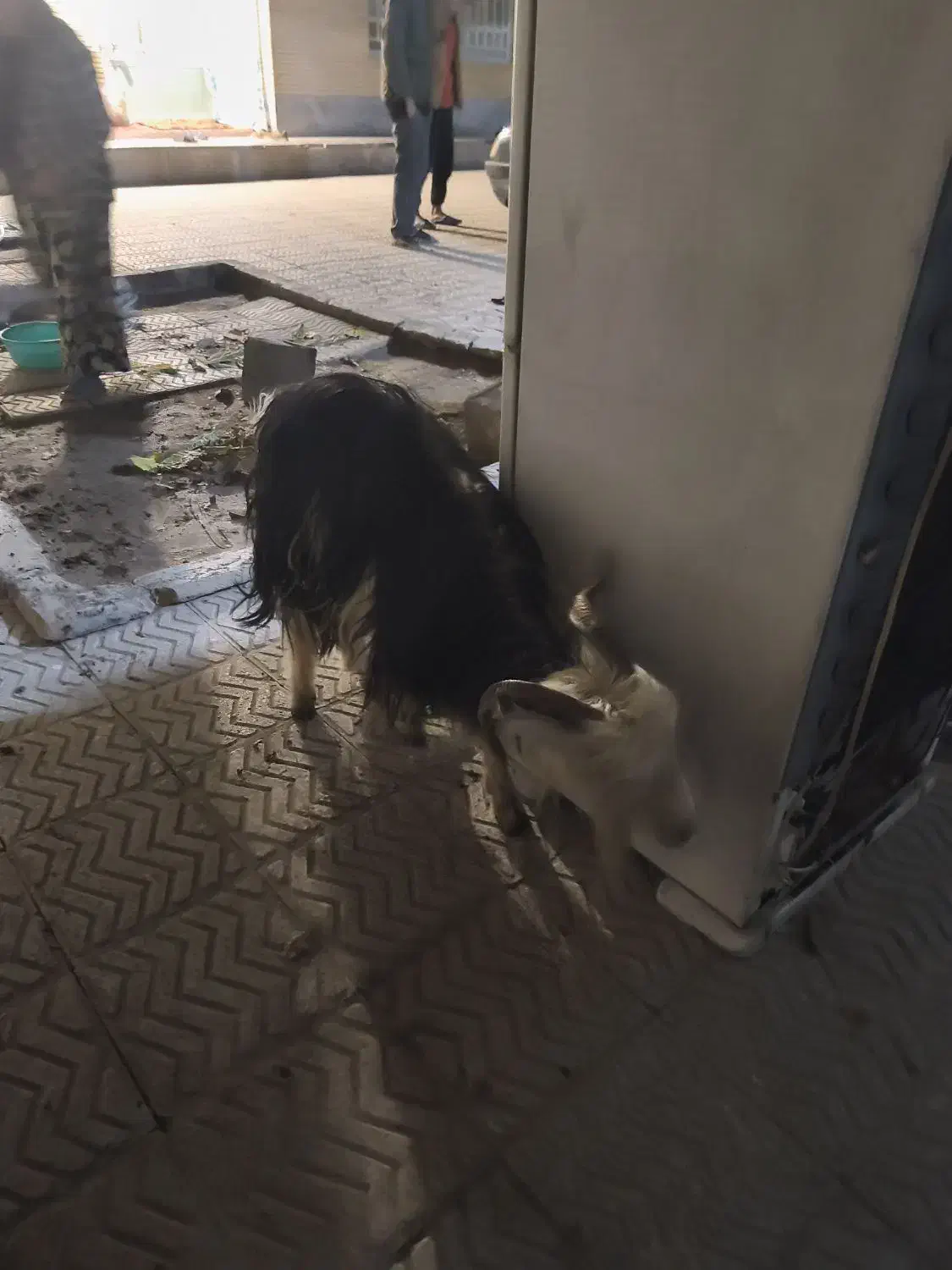 بز داشتی|حیوانات مزرعه|لردگان, |دیوار