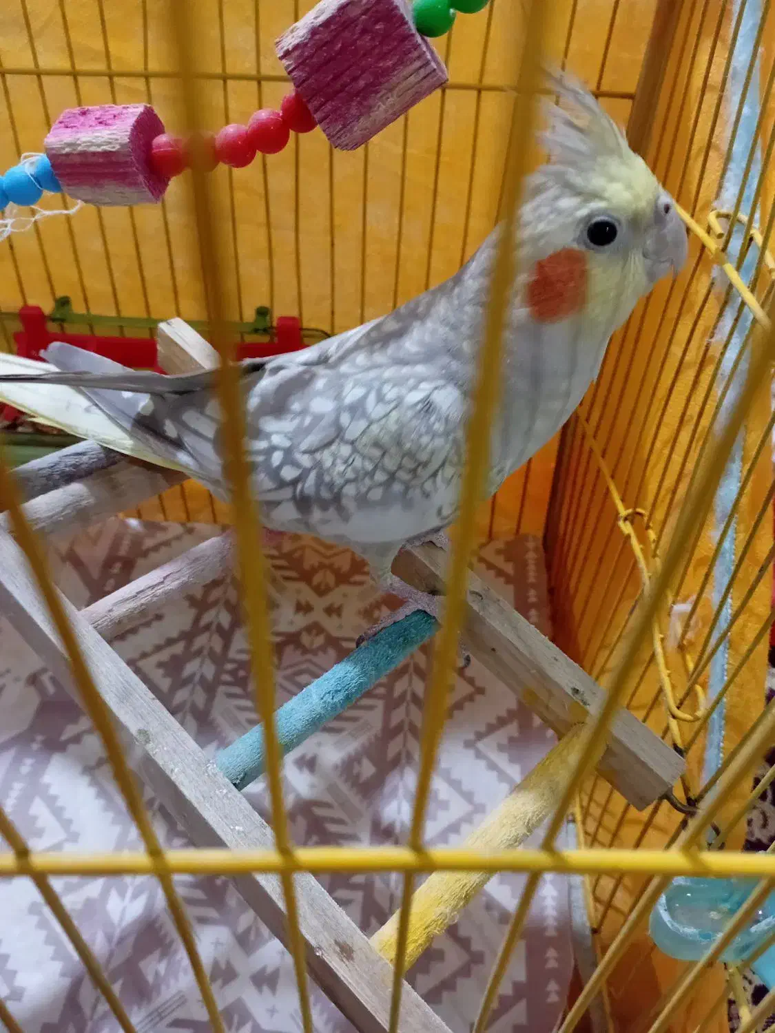 عروس هلندی|پرنده|دیلمان, |دیوار