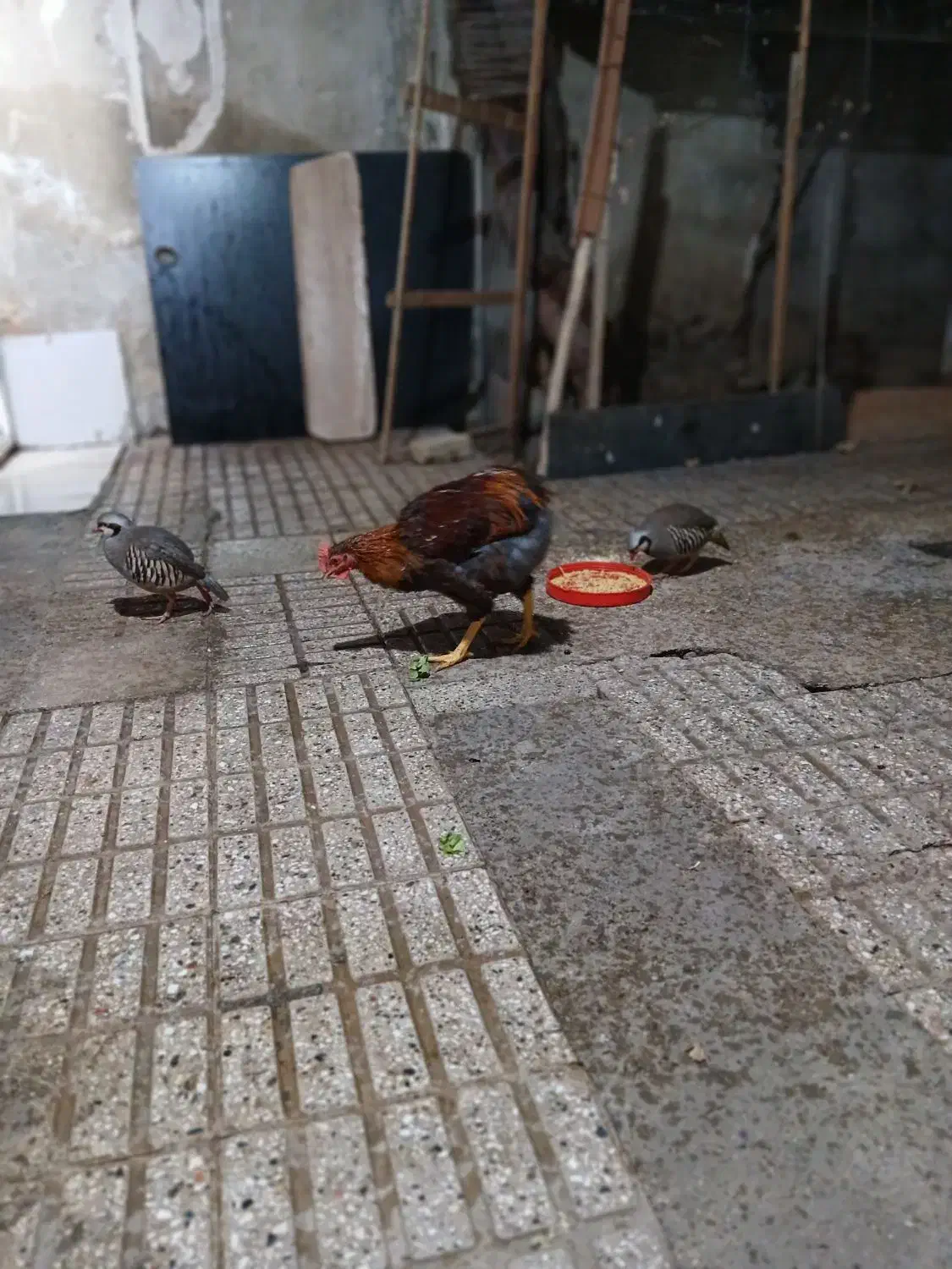 خروس محلی|حیوانات مزرعه|پاکدشت, پاکدشت (مامازند)|دیوار