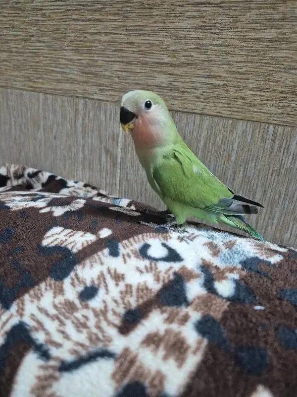 کوتوله ۴۰ روزه|پرنده|قم, حنیف نژاد|دیوار