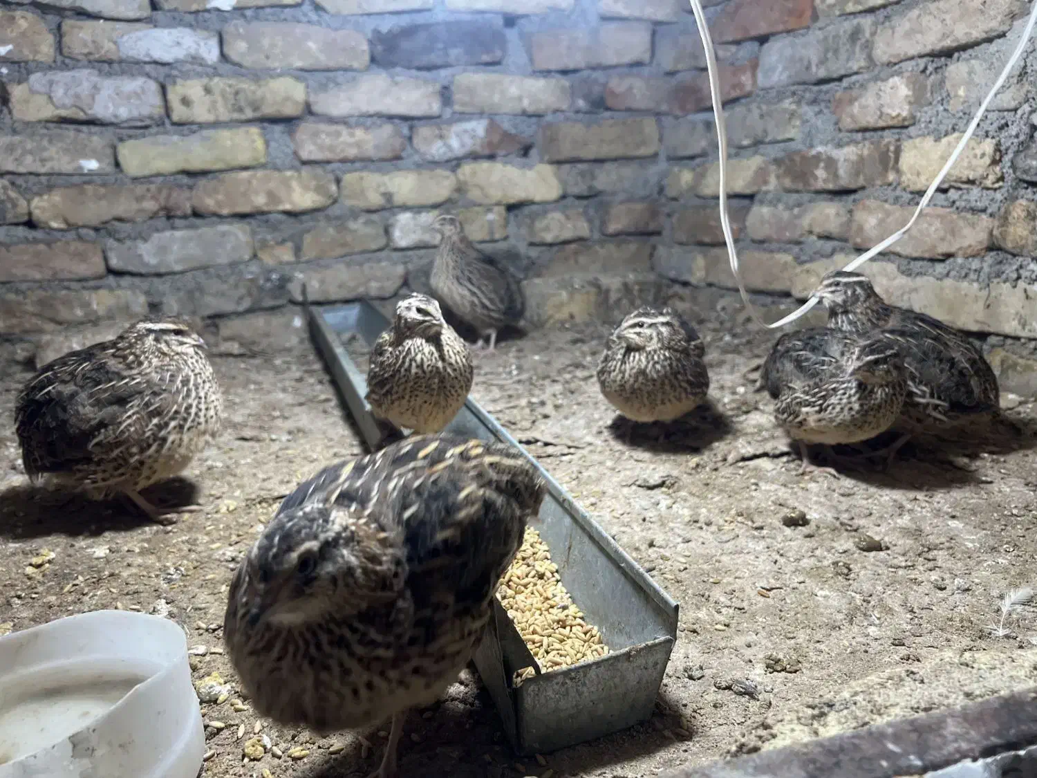 بلدرچین ژاپنی اصل|حیوانات مزرعه|پاکدشت, پاکدشت (مامازند)|دیوار