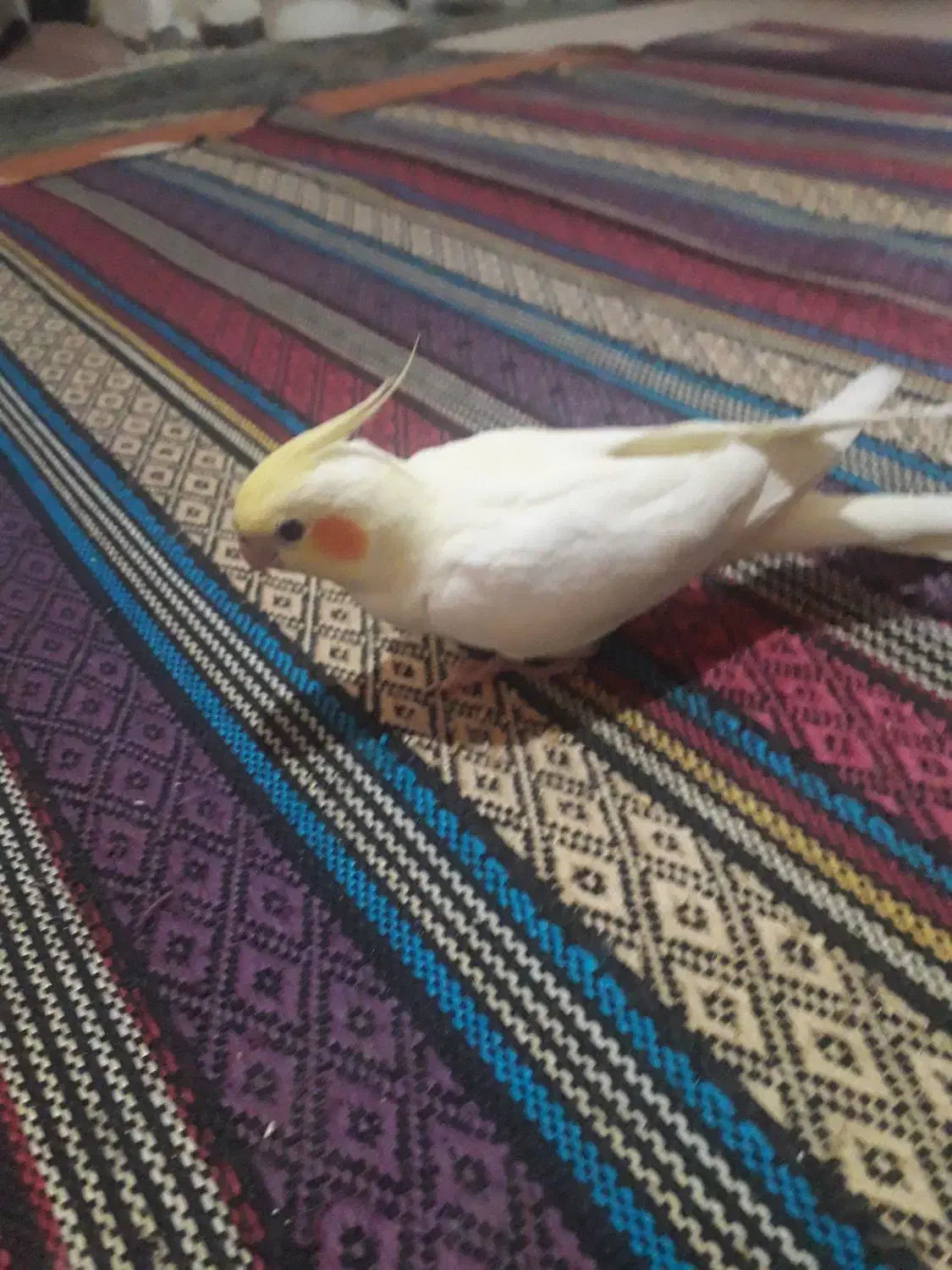 عروس هلندی گم شده|حیوانات|قشم, |دیوار