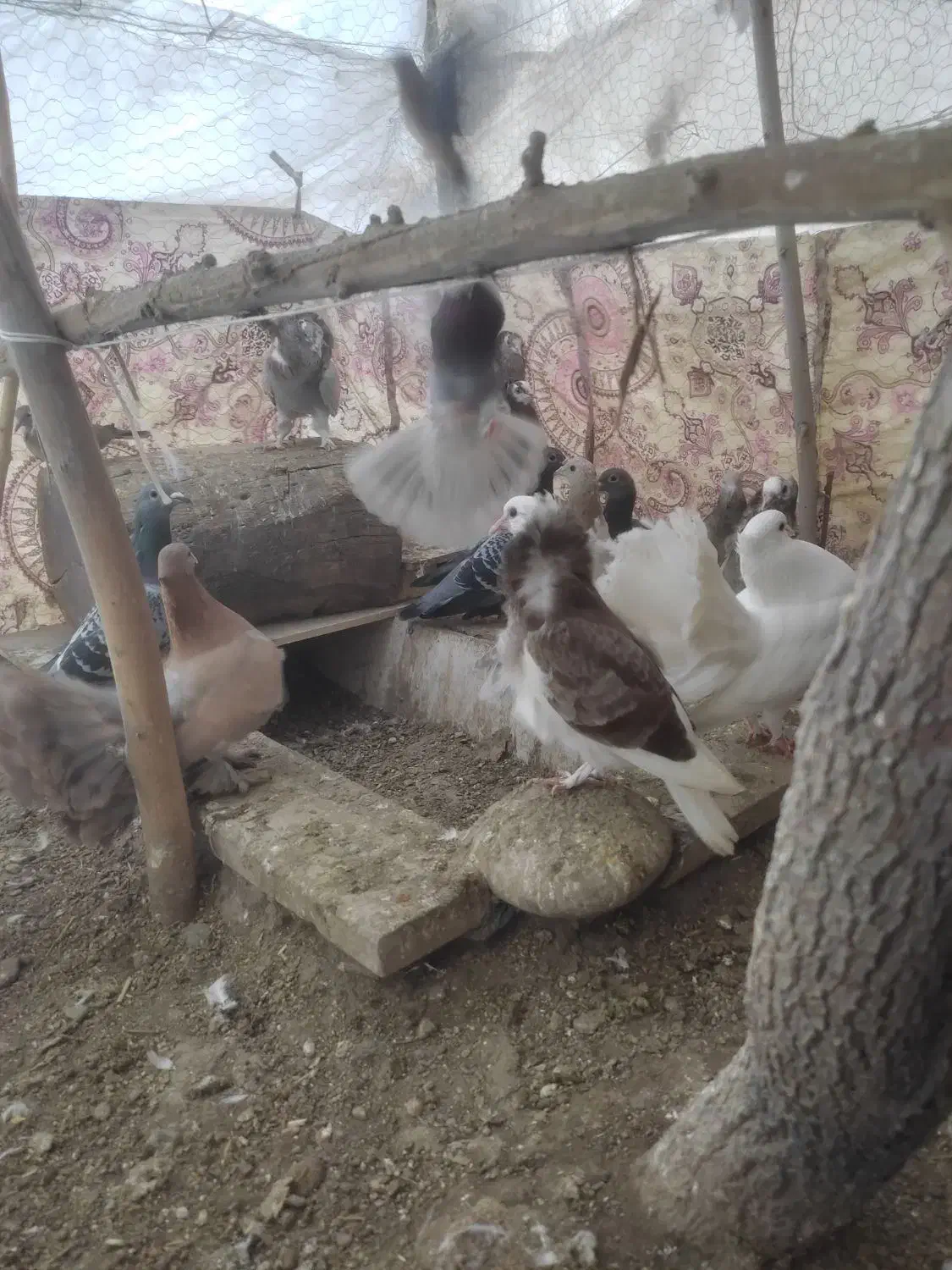 فروش کبوتر|حیوانات مزرعه|شاهین‌شهر, سعدی شمالی|دیوار