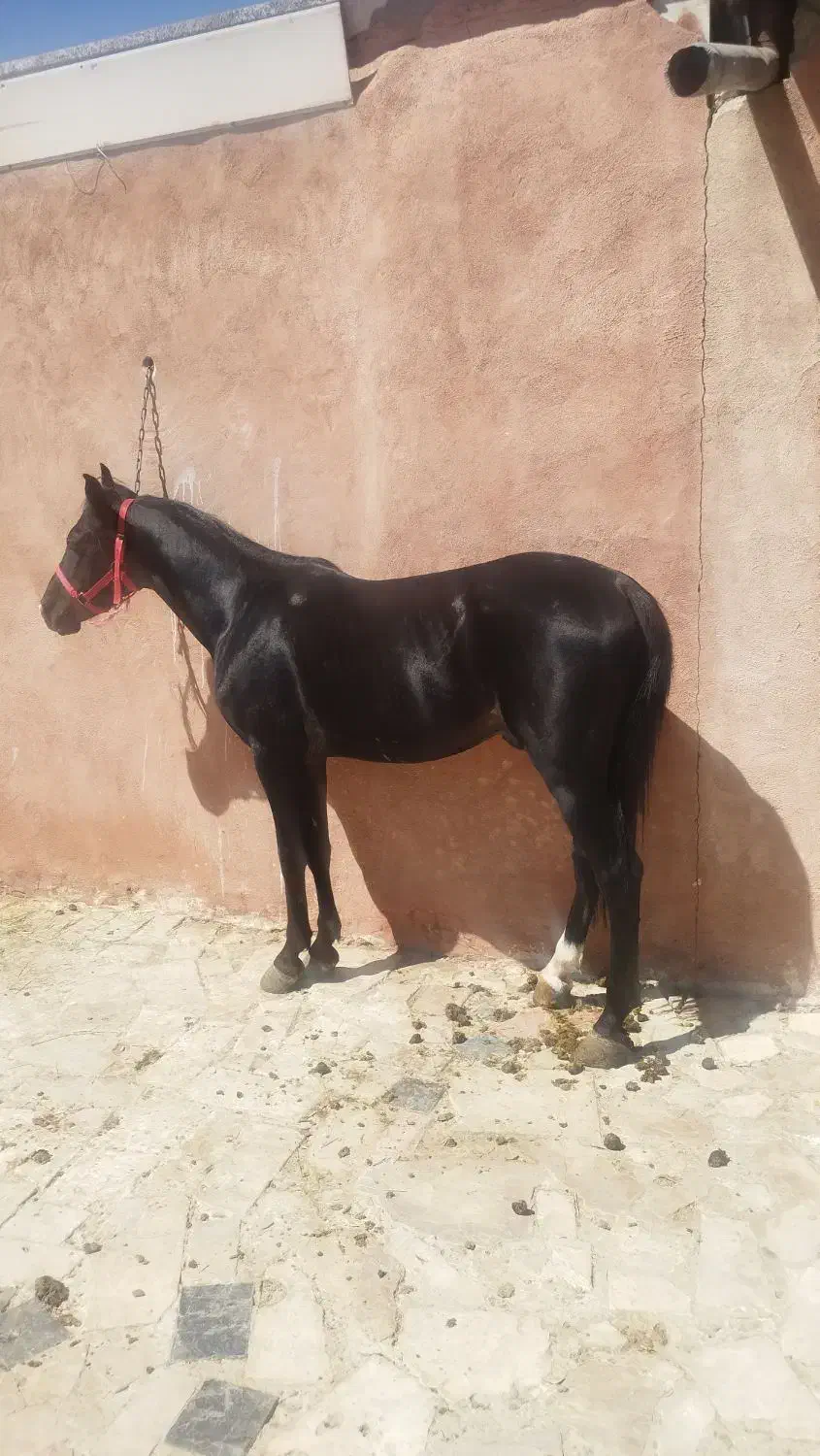 اسب نریون|اسب و تجهیزات اسبسواری|نجفآباد, ویلاشهر|دیوار