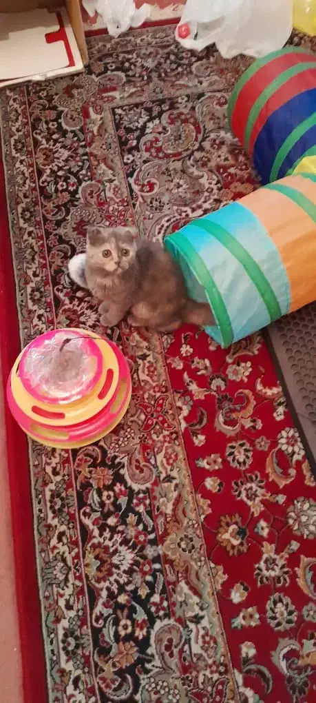 گربه اسکاتیش بلو|گربه|شیراز, عفیفآباد|دیوار