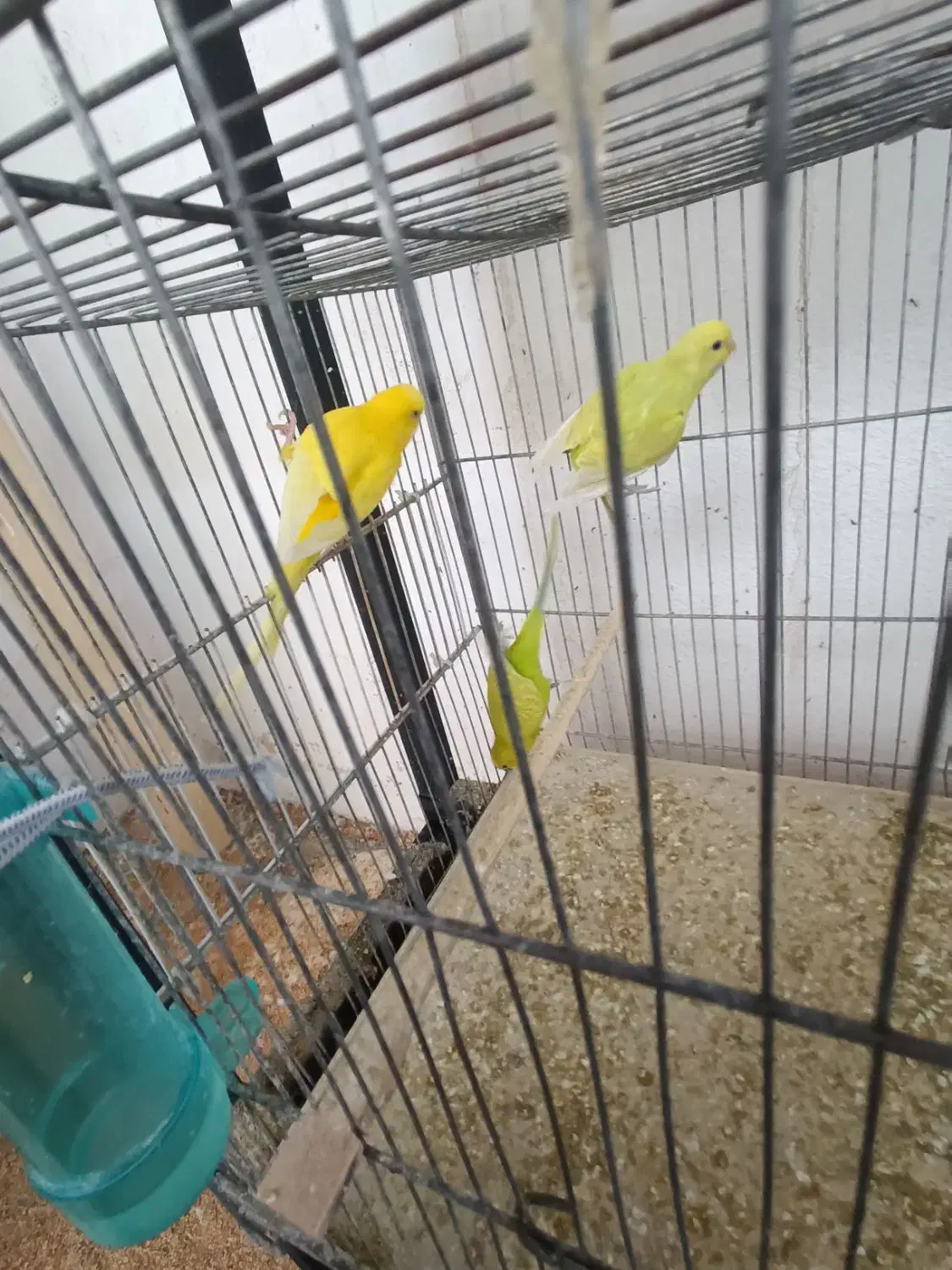 مرغ عشق|پرنده|بوشهر, |دیوار