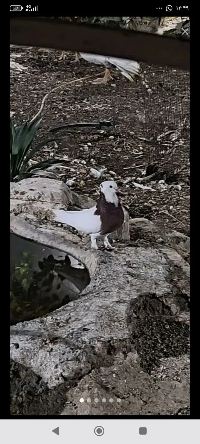 کفتر|پرنده|لامرد, |دیوار