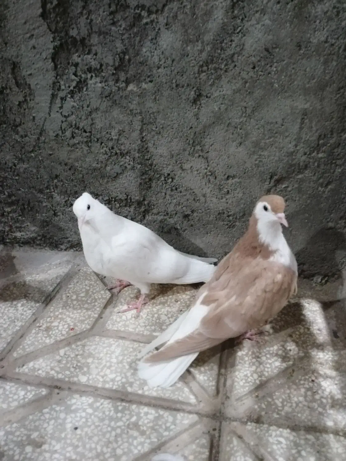 جوانه سده دمبی|پرنده|سبزوار, امیر کبیر|دیوار