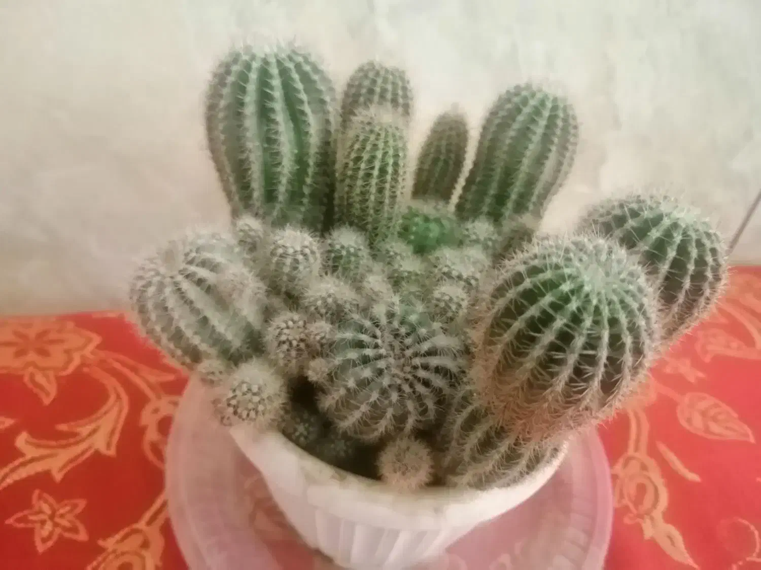 گل کاکتوس|گل و گیاه طبیعی|کرمان, |دیوار