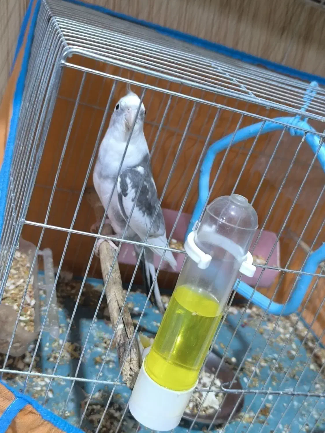 دوکت البینو شاه هیکیل|پرنده|باوی, |دیوار