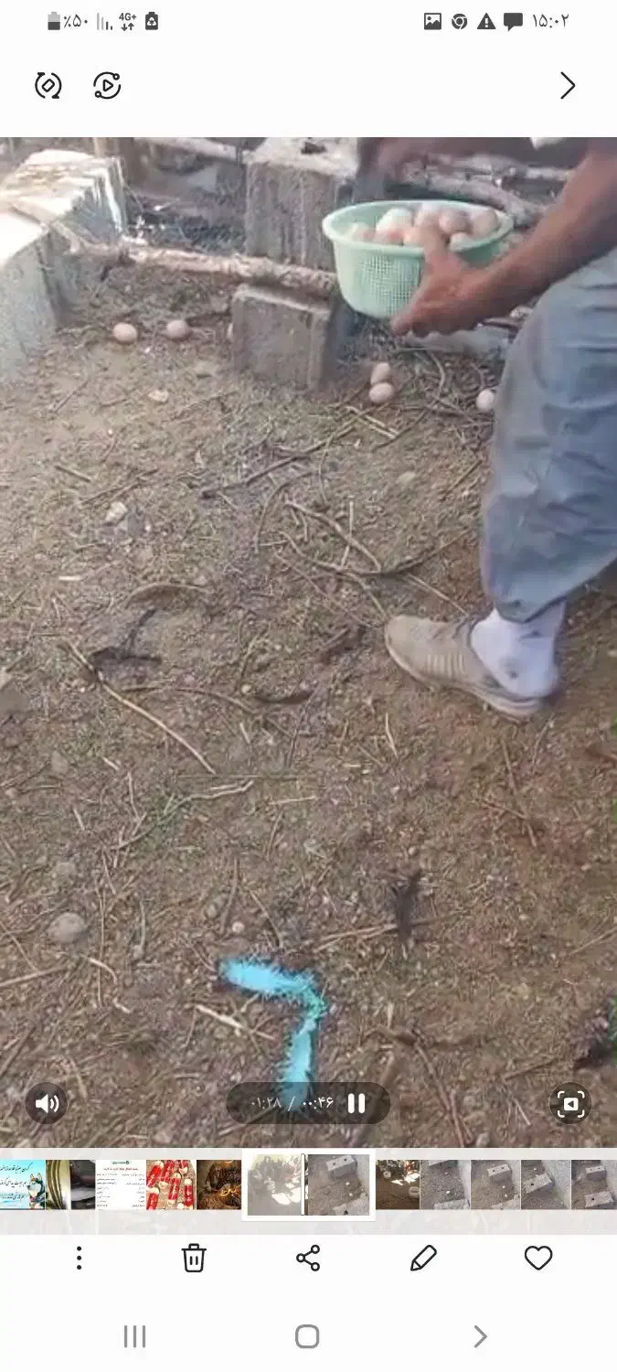 فروش تخم مرغ محلی نطفه دار،مرغ تخمگذار، کود مرغی|حیوانات مزرعه|زنجان, |دیوار