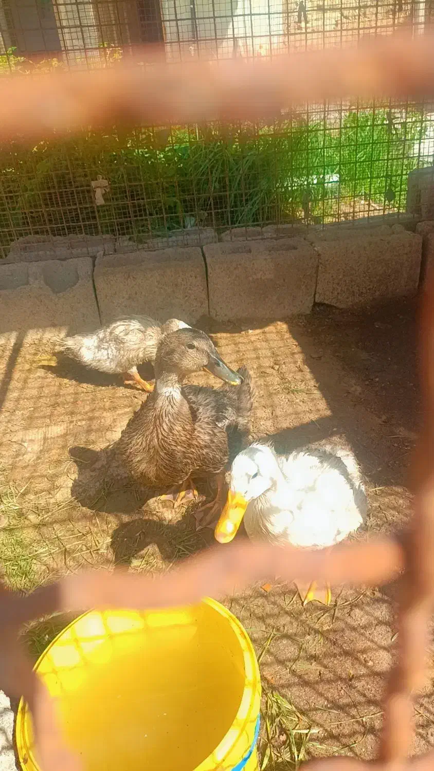 سه عدد اردک|حیوانات مزرعه|درگهان, |دیوار