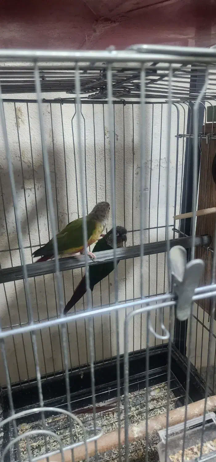 مولد گرینچیک و ملنگو|پرنده|تهران, شهرک ولیعصر شمالی|دیوار