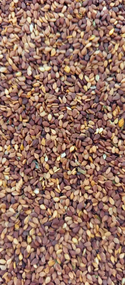 فروش کنجد|عمده‌فروشی|لار, |دیوار