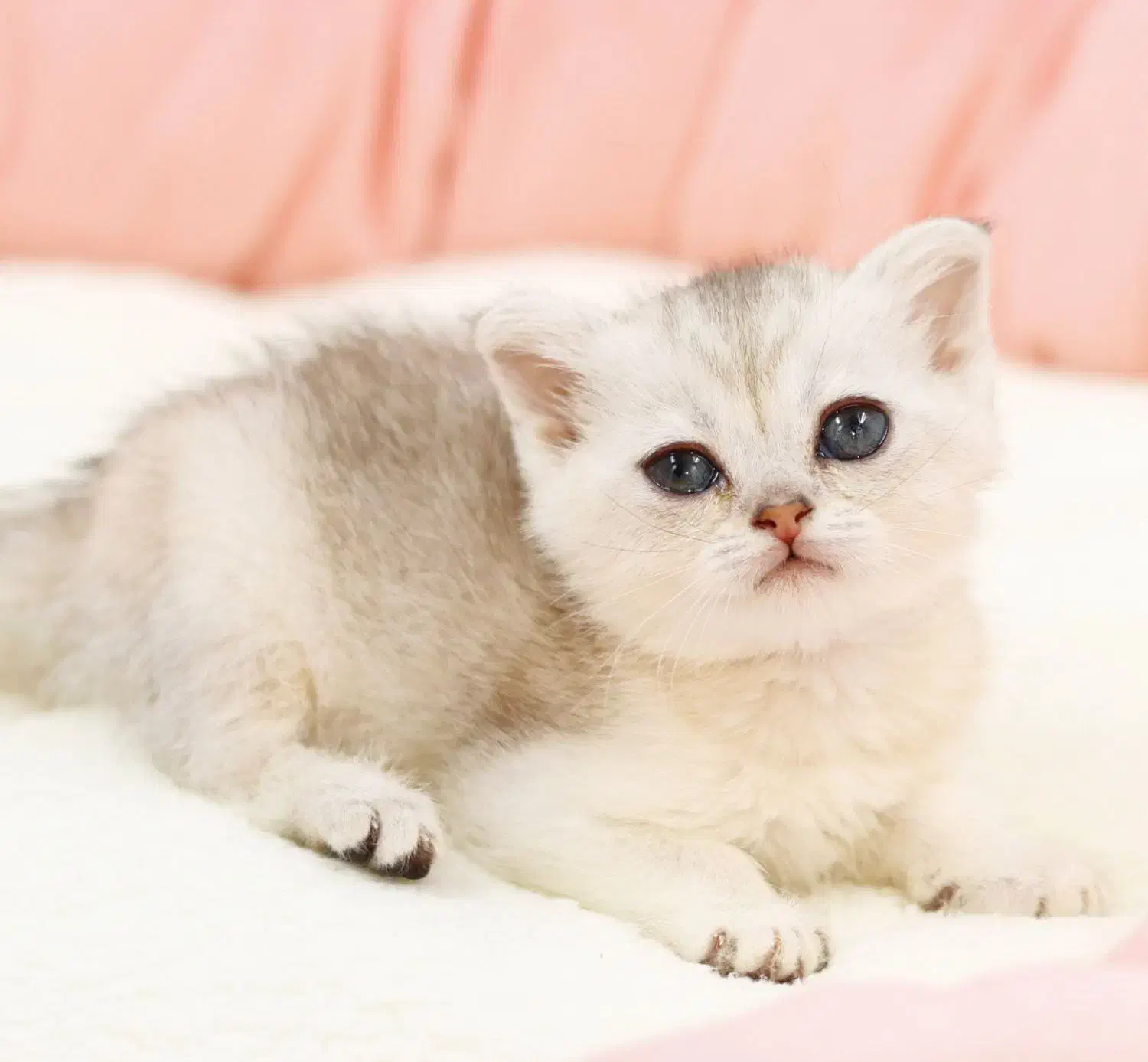 گربه اسکاتیش سیلور|گربه|تبریز, |دیوار