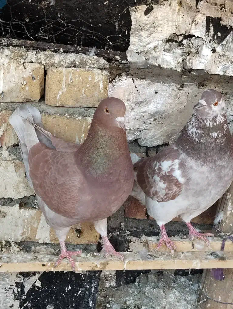 کبوتر زینتی|پرنده|اشنویه, |دیوار