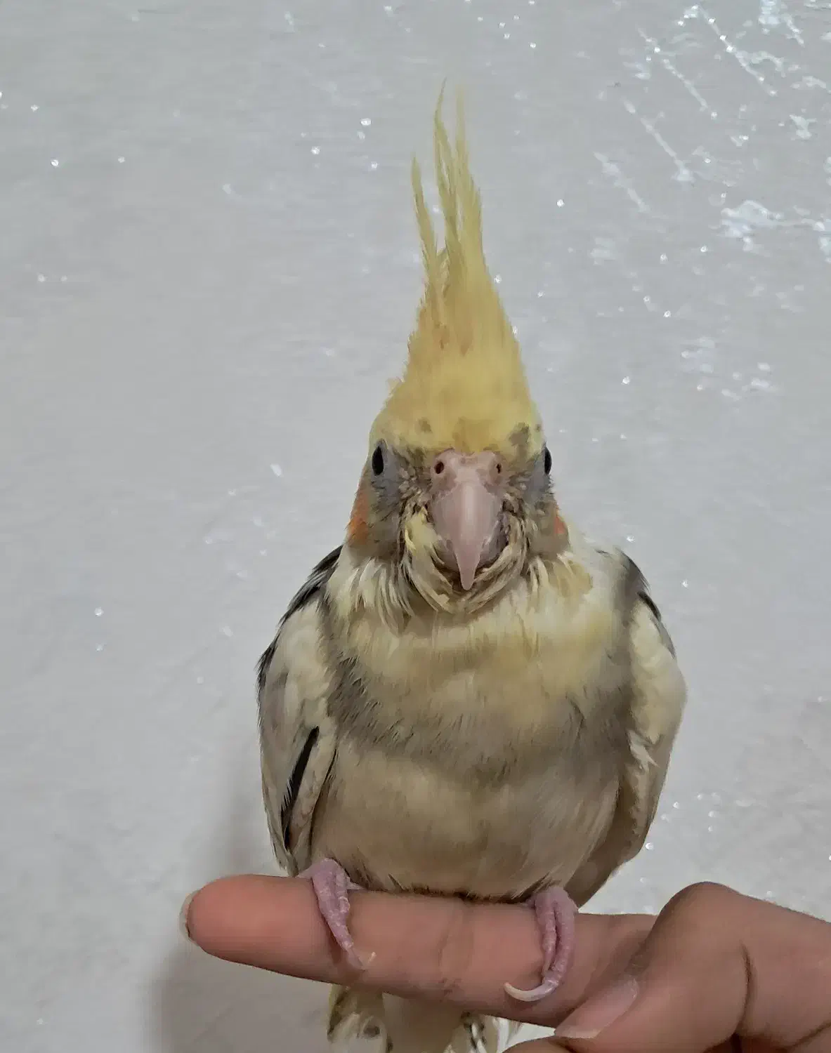 طوطی گمشده|حیوانات|شاهینشهر, گزبرخوار|دیوار