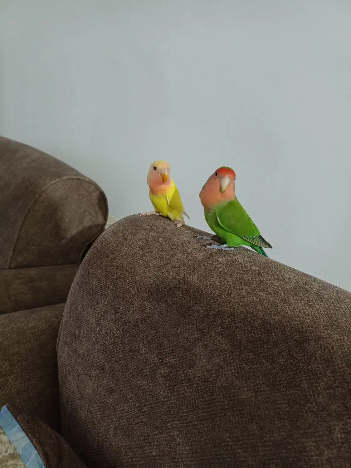 طوطی|پرنده|رشت, سعدی (تختی)|دیوار