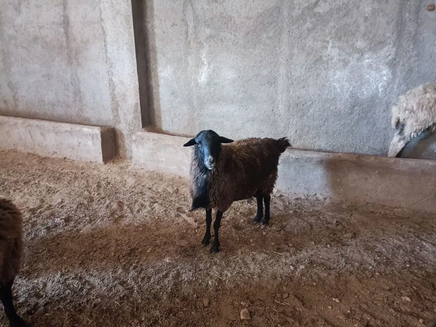 قوچ و بره قوچ رومانف ۱۰۰ درصد|حیوانات مزرعه|مهدی شهر, |دیوار