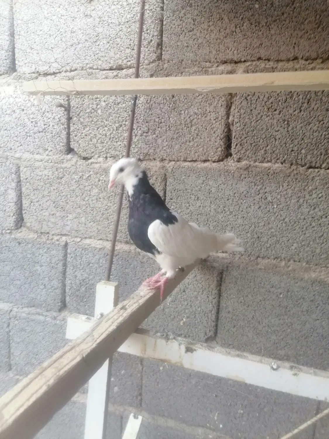 کفتر|پرنده|سیرجان, |دیوار