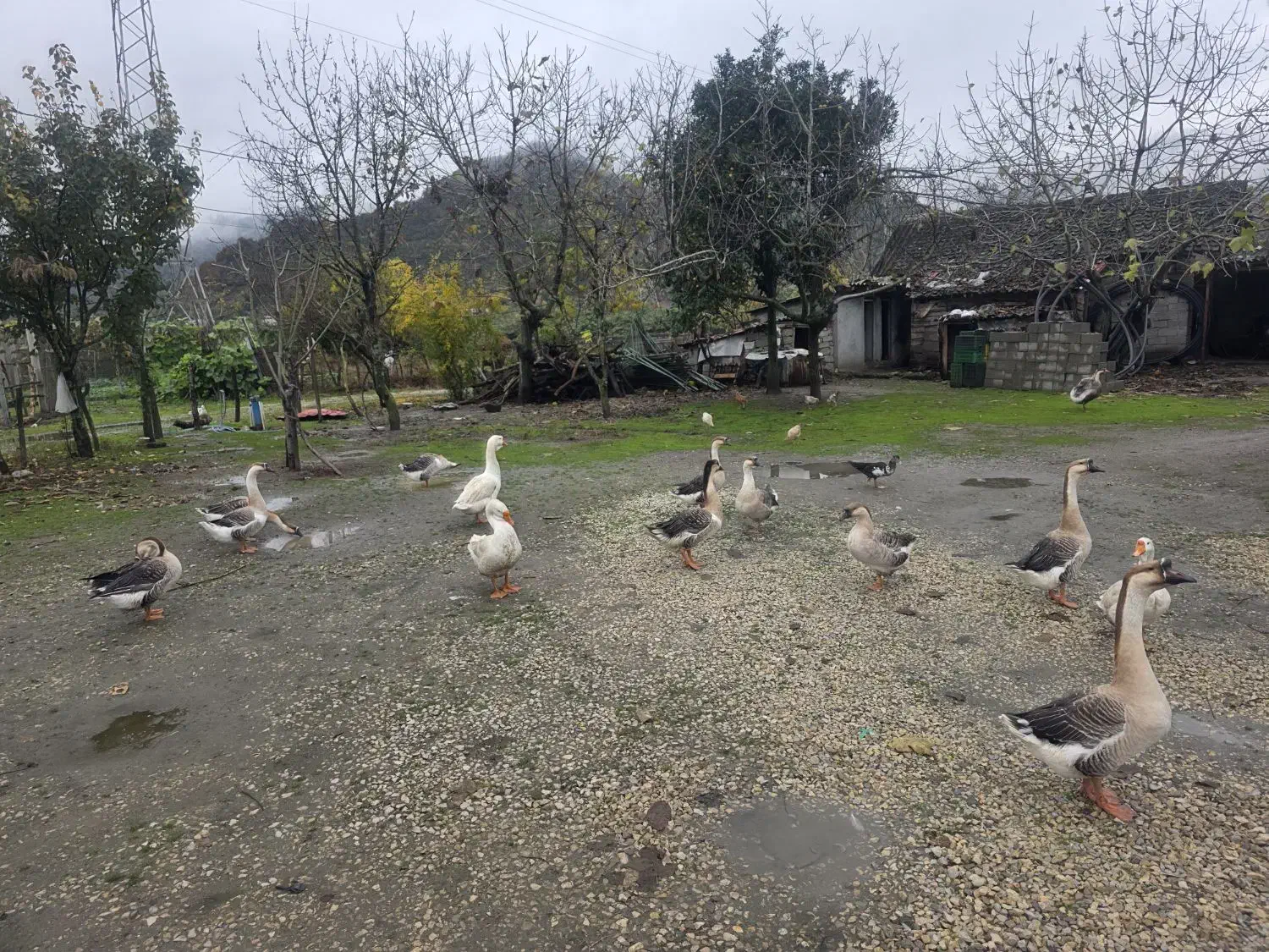 فروش قو غاز آفریقایی.اردک|حیوانات مزرعه|حویق, |دیوار