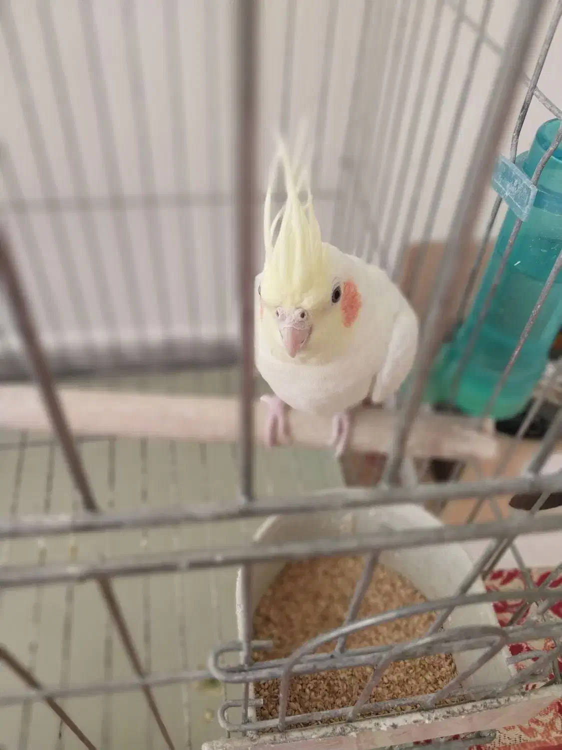 عروس هلندی|پرنده|برخوار, |دیوار