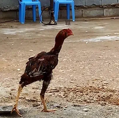 خروس لاری|پرنده|دشت ذهاب, |دیوار