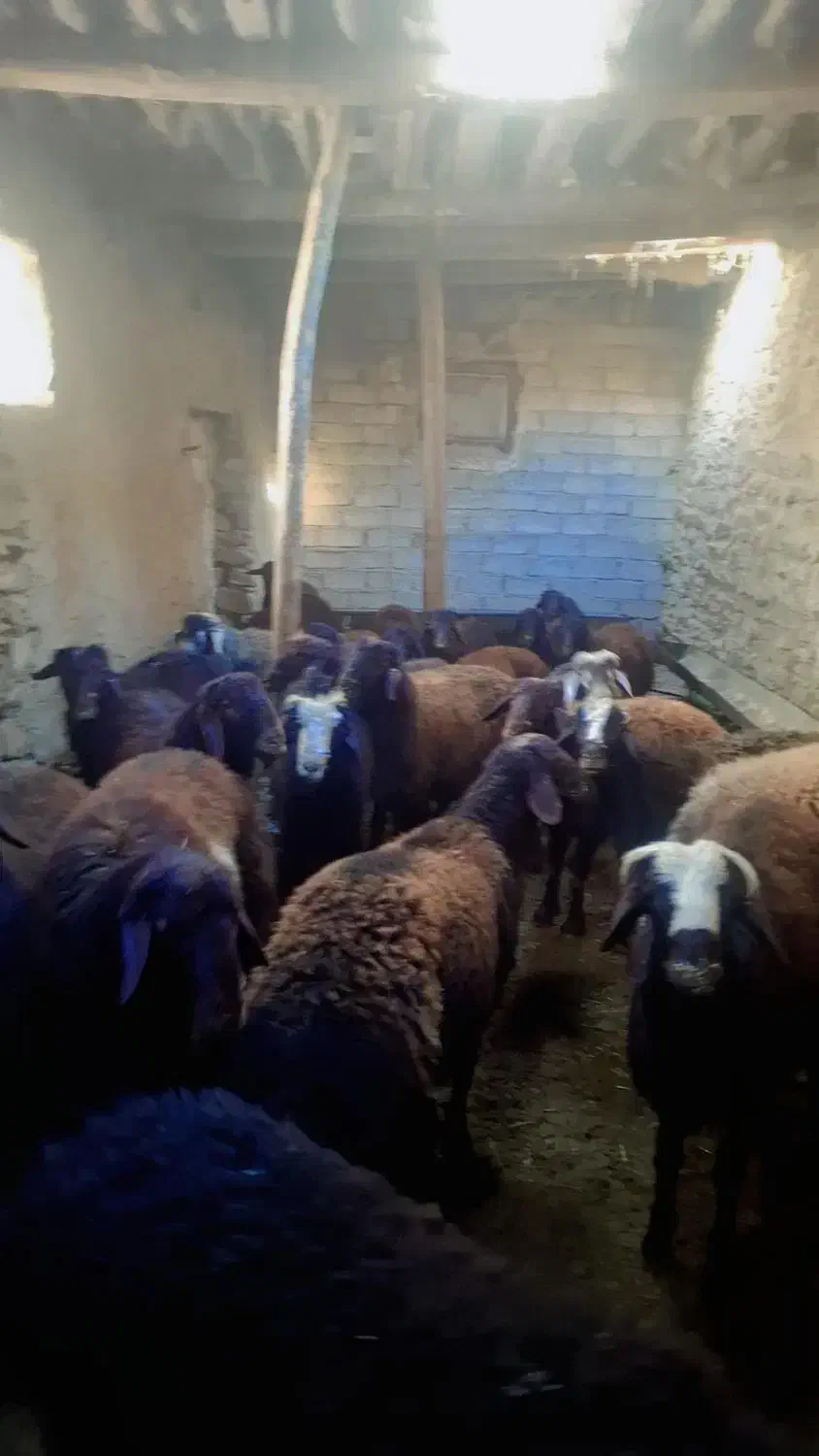 فروش فوری بره نر پروار|حیوانات مزرعه|تکاب, |دیوار