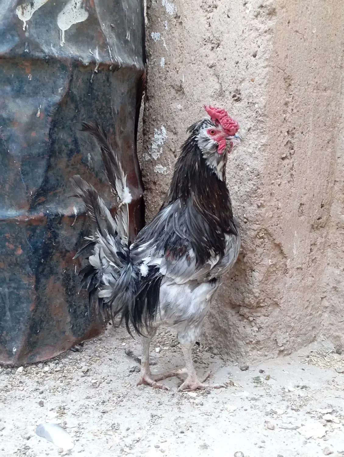 مرغ خروس گلین اصل|حیوانات مزرعه|شیراز, داریون|دیوار