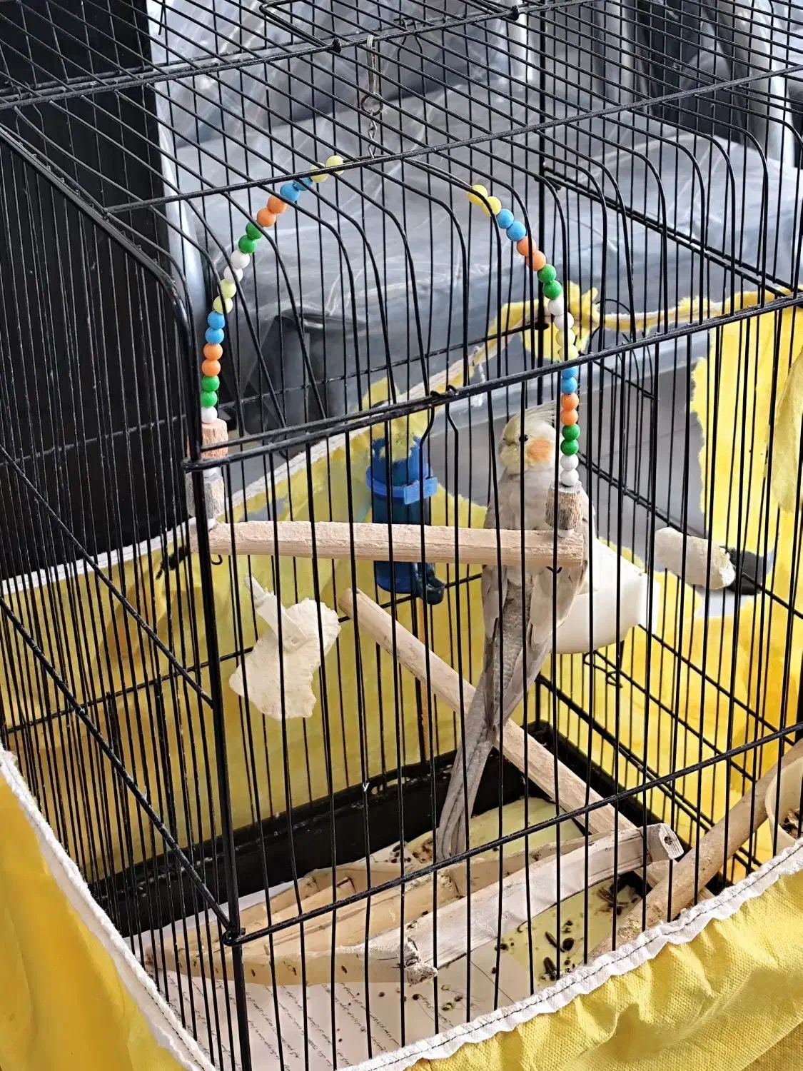 پرنده عروس هلندی|پرنده|ساری, |دیوار