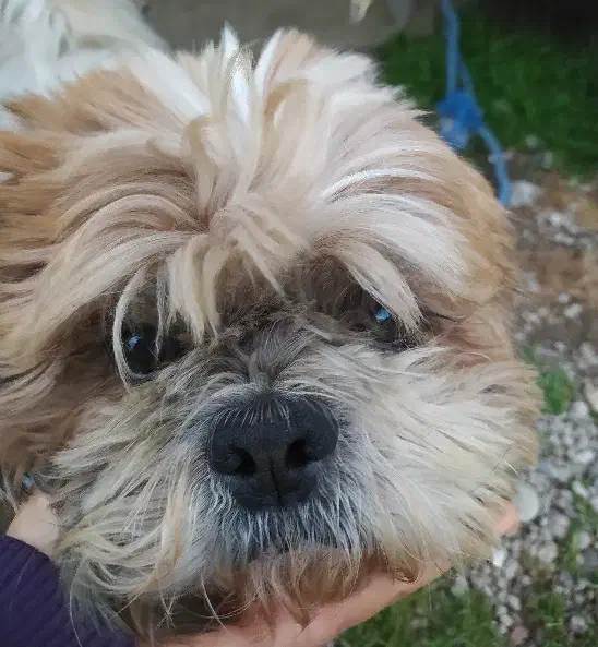 سگ شیتزو فلت۲۵۰۰|سگ|رشت, پسیخان|دیوار